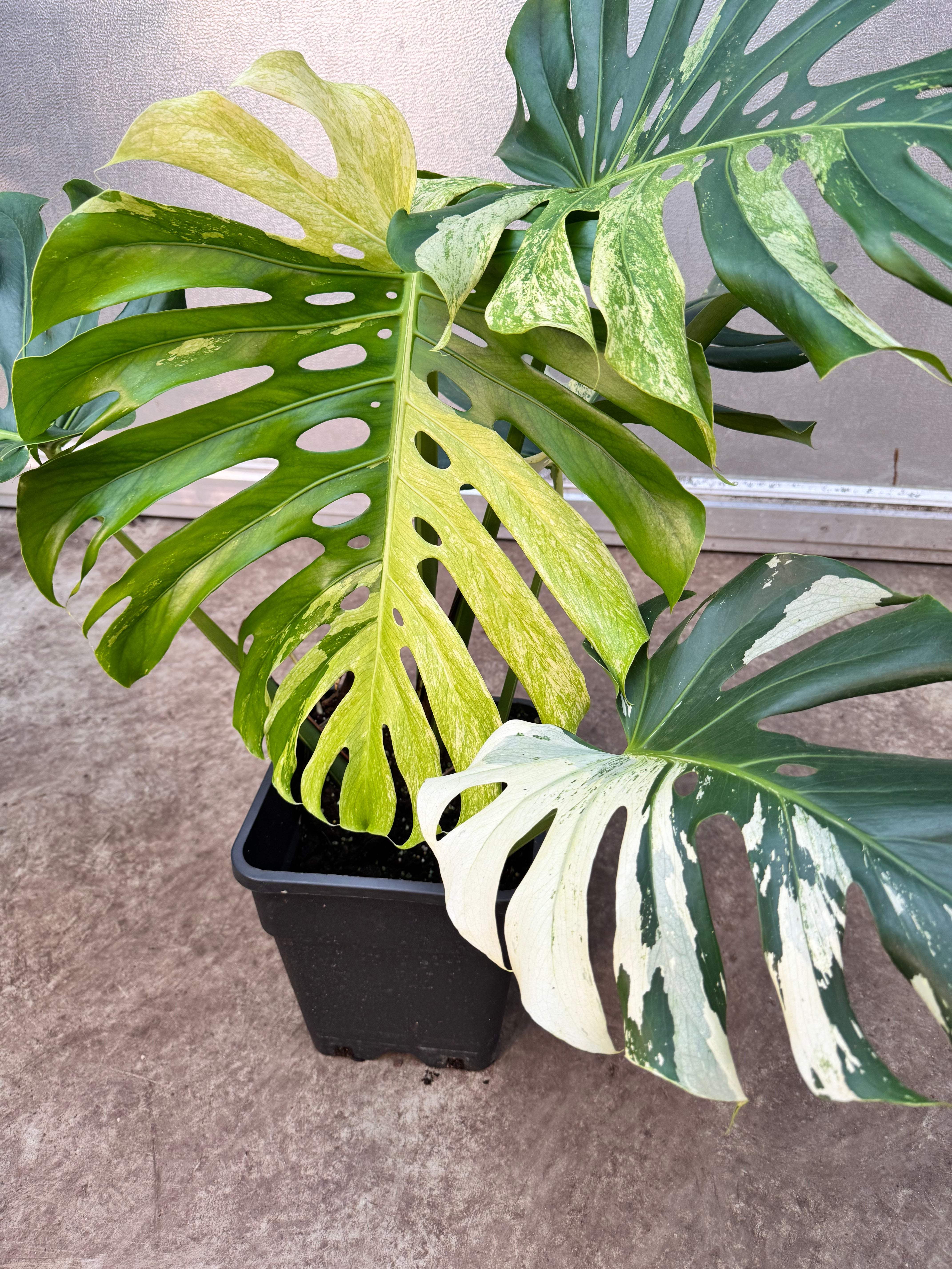 Monstera Full Mint deliciosa borsigiana Variegata "Big Plant" nr 1