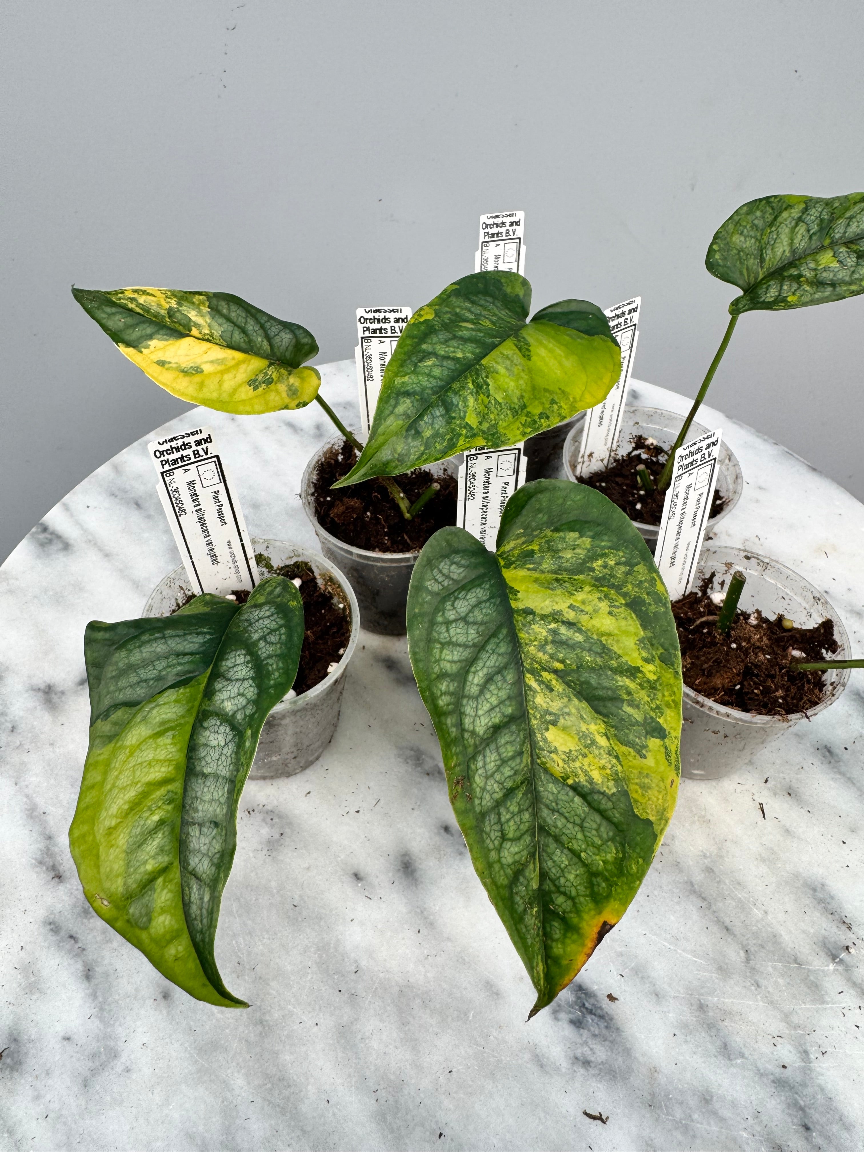 Monstera siltepecana variegated (1 Leaf Cutting)