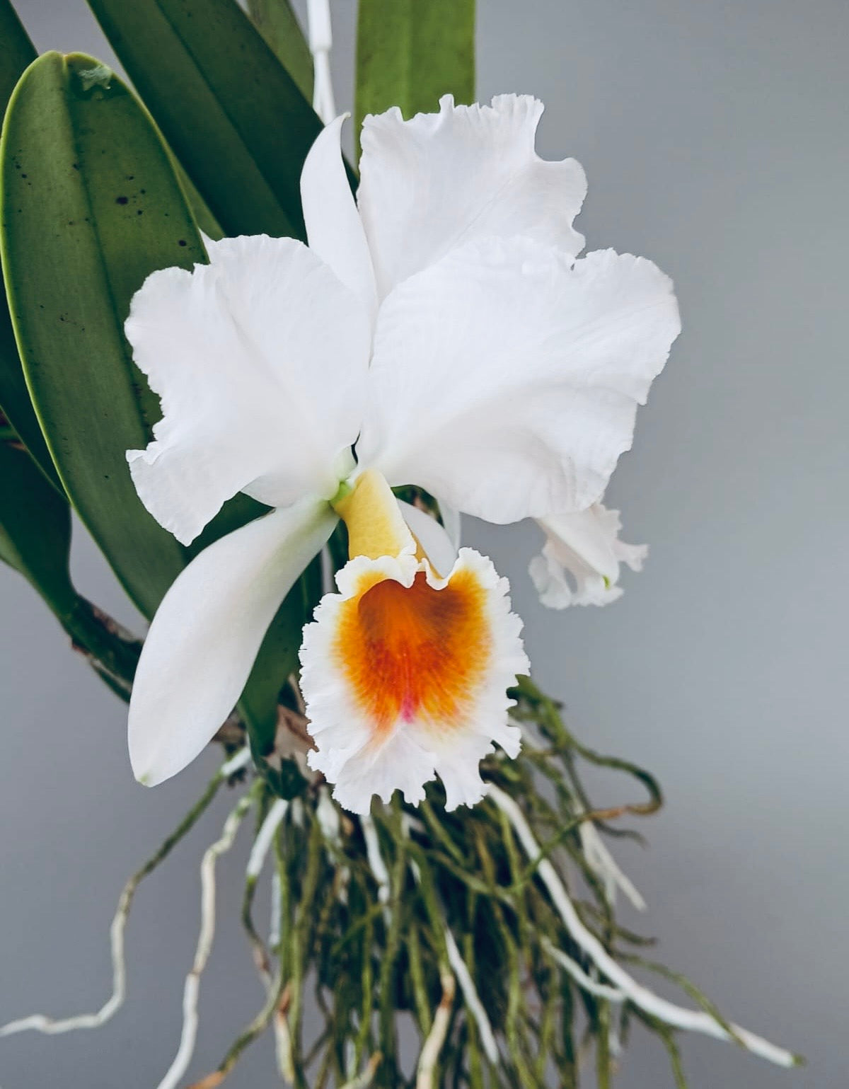 Cattleya percivaliana fma. semi-alba ‘Canaima's Guava’