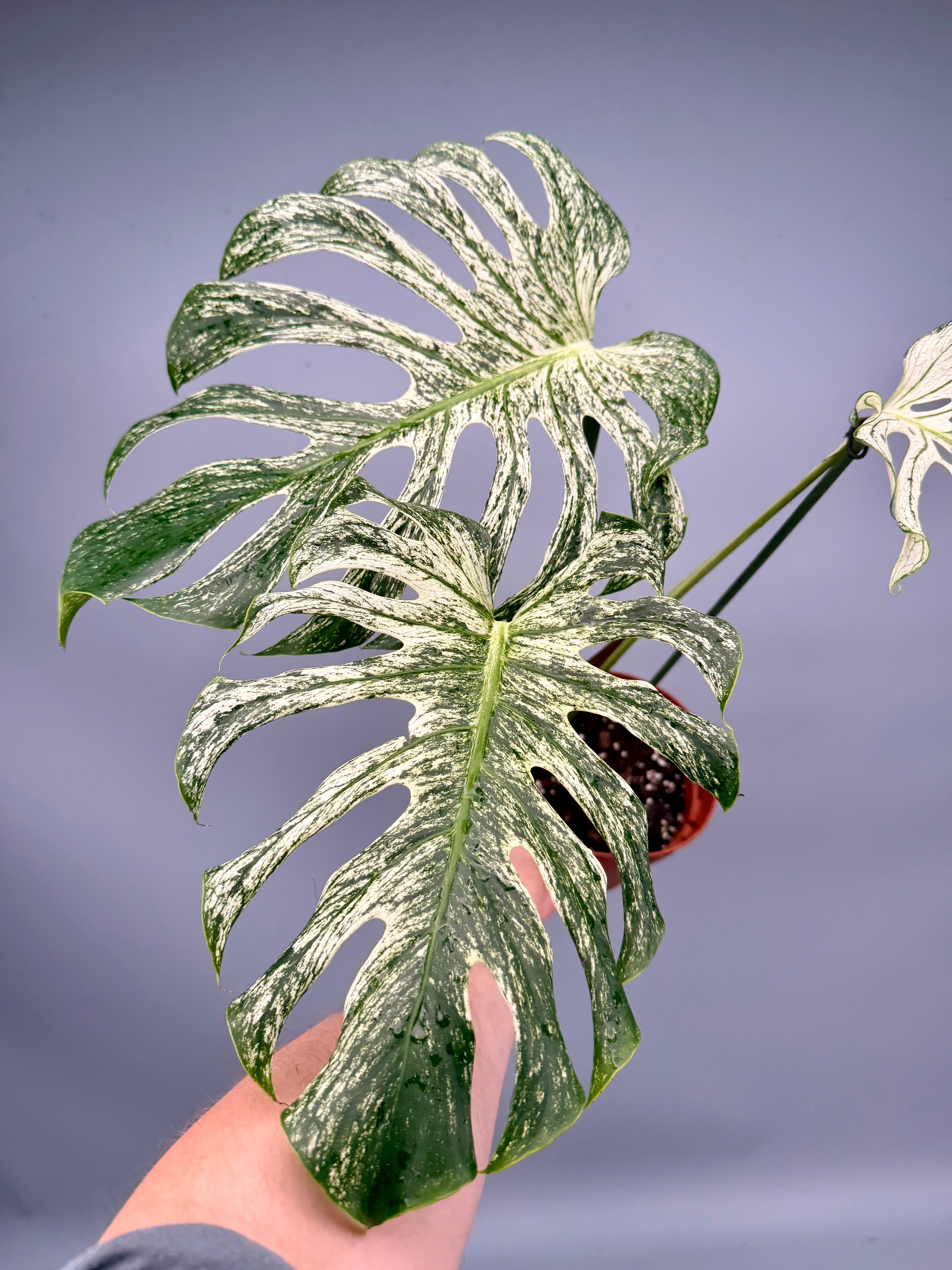 Monstera ‘Devil Monster’ Nr 1