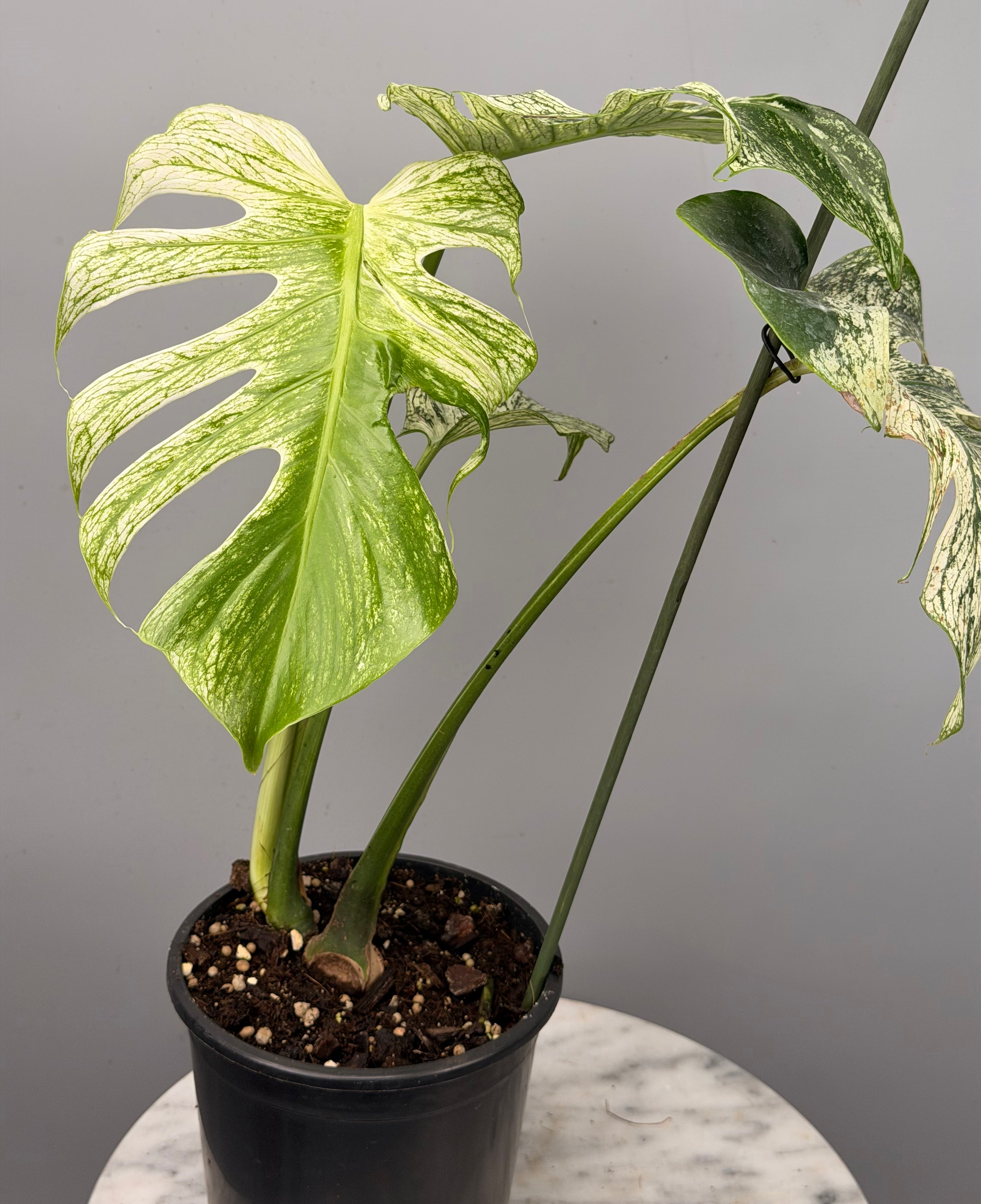 Monstera 'Devil Monster' Nr 2