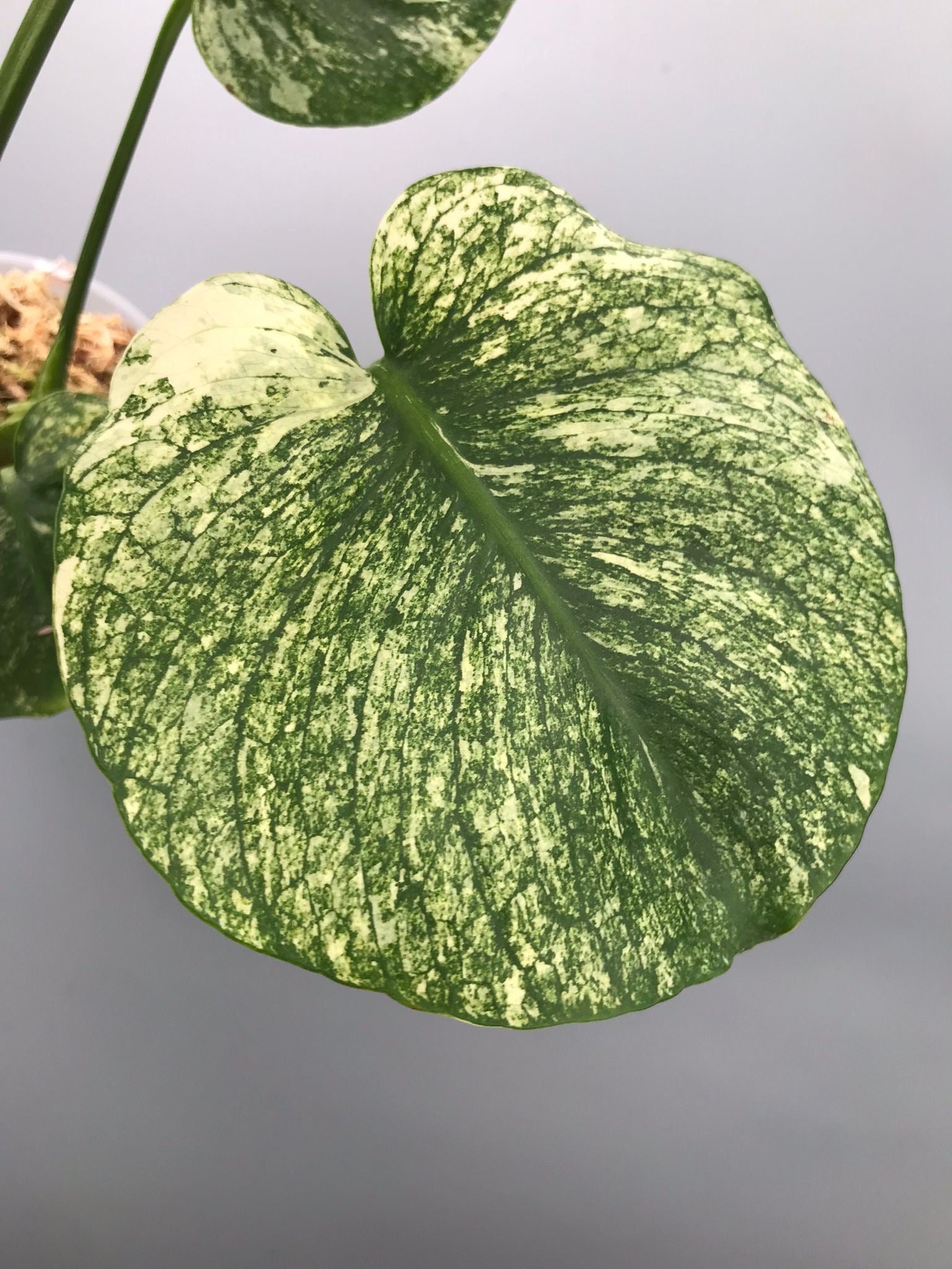 monstera siam plant Monstera Siam Mint nr 2 'Big'