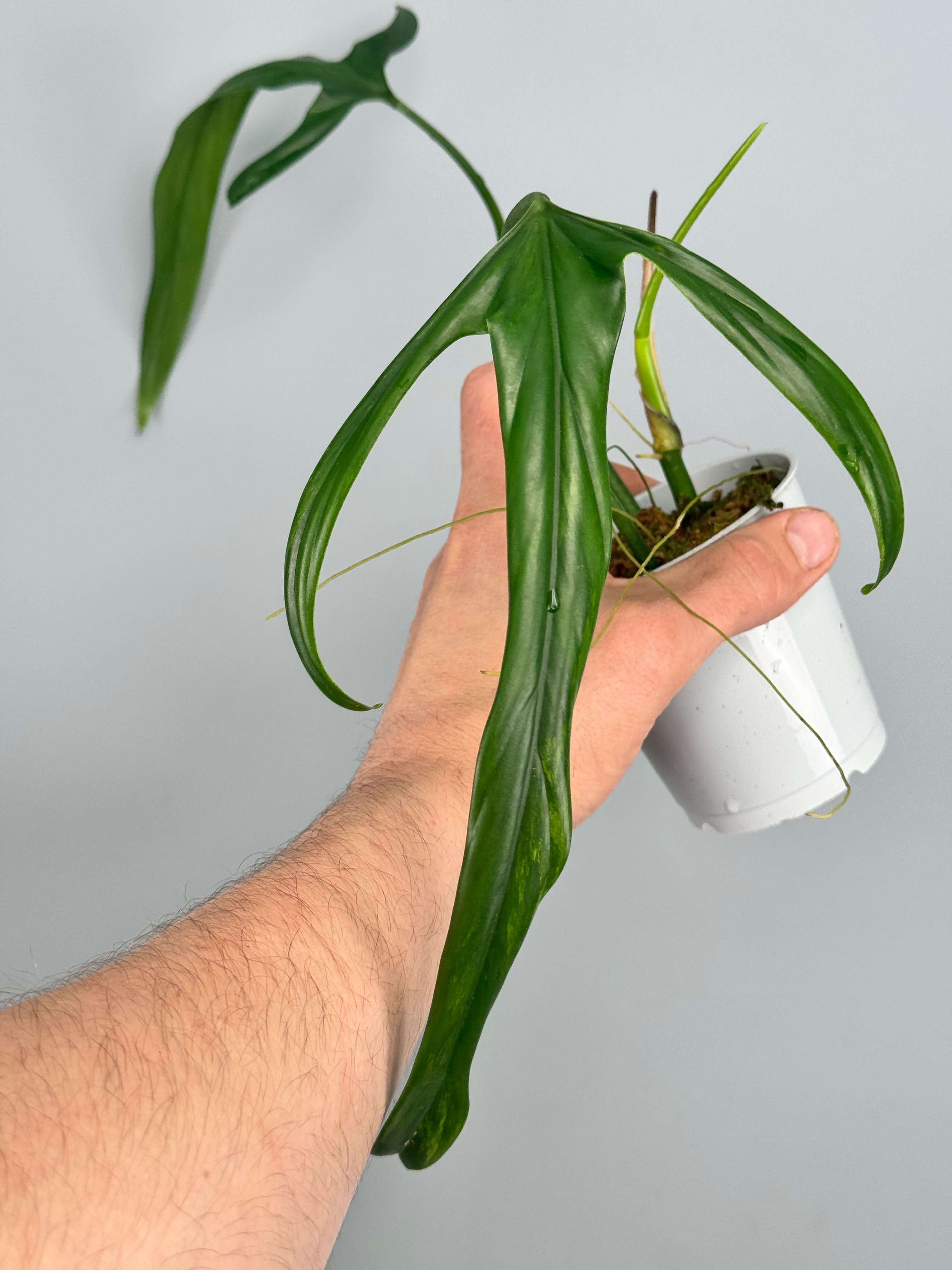 Philodendron holtonianum ホルトニアナム Philodendron Holtonianum – Okanoka