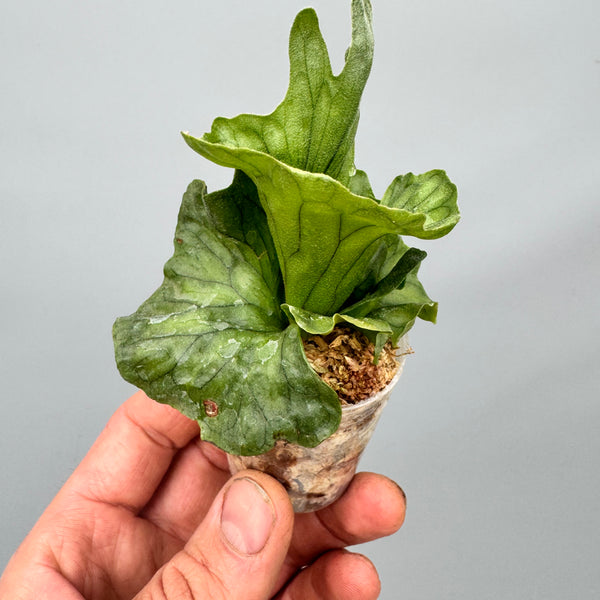 ビカクシダ ワンダエドワーフ dwarf P. Wandae Dwarf ワンダ