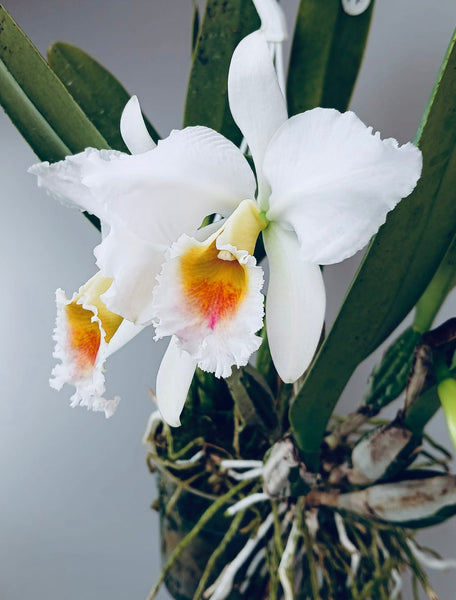 Cattleya percivaliana fma. semi-alba 'Canaima's Guava'