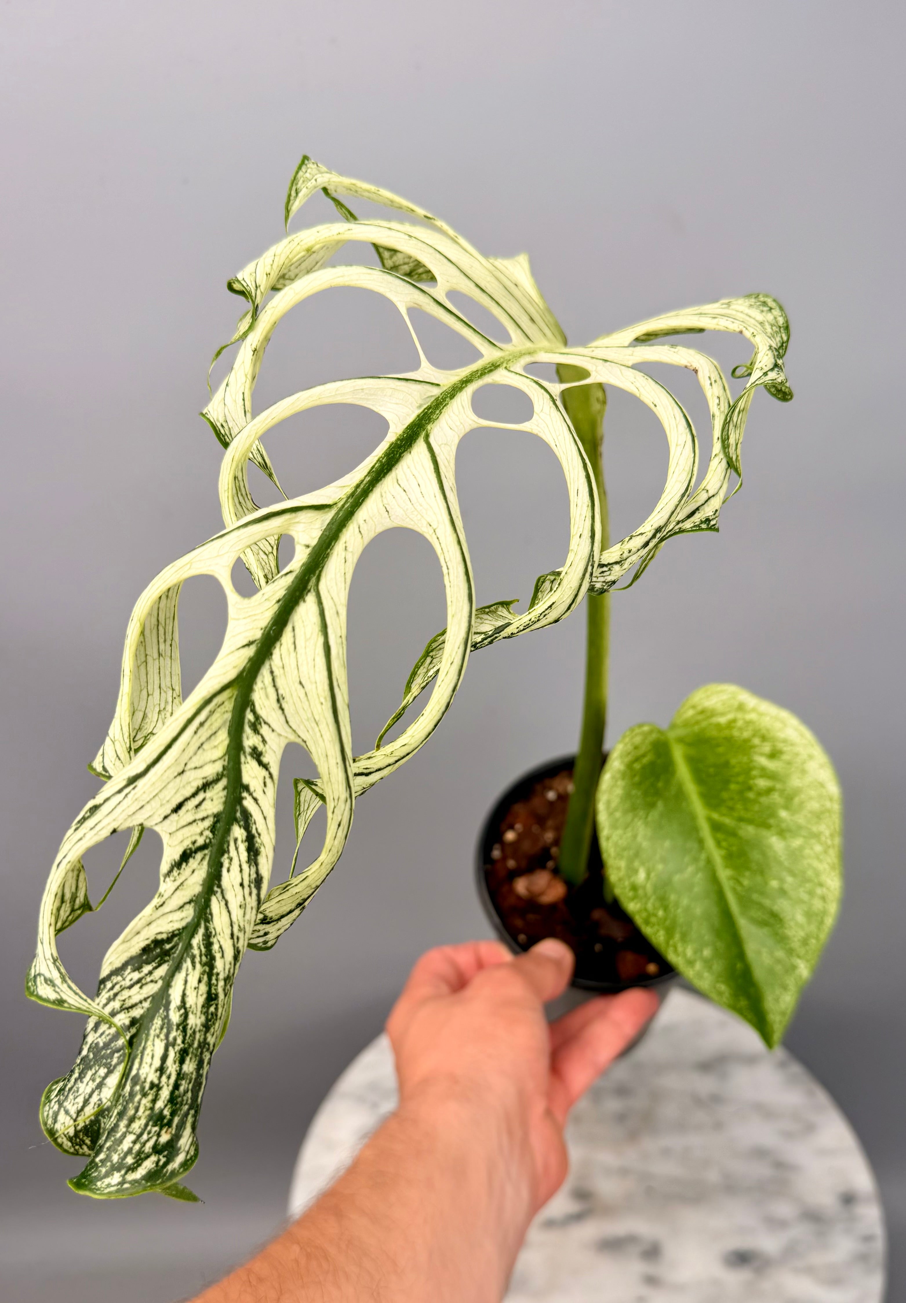 Monstera ‘Devil Monster’ Nr 1 (Leaf Cutting met nieuw groei oog)