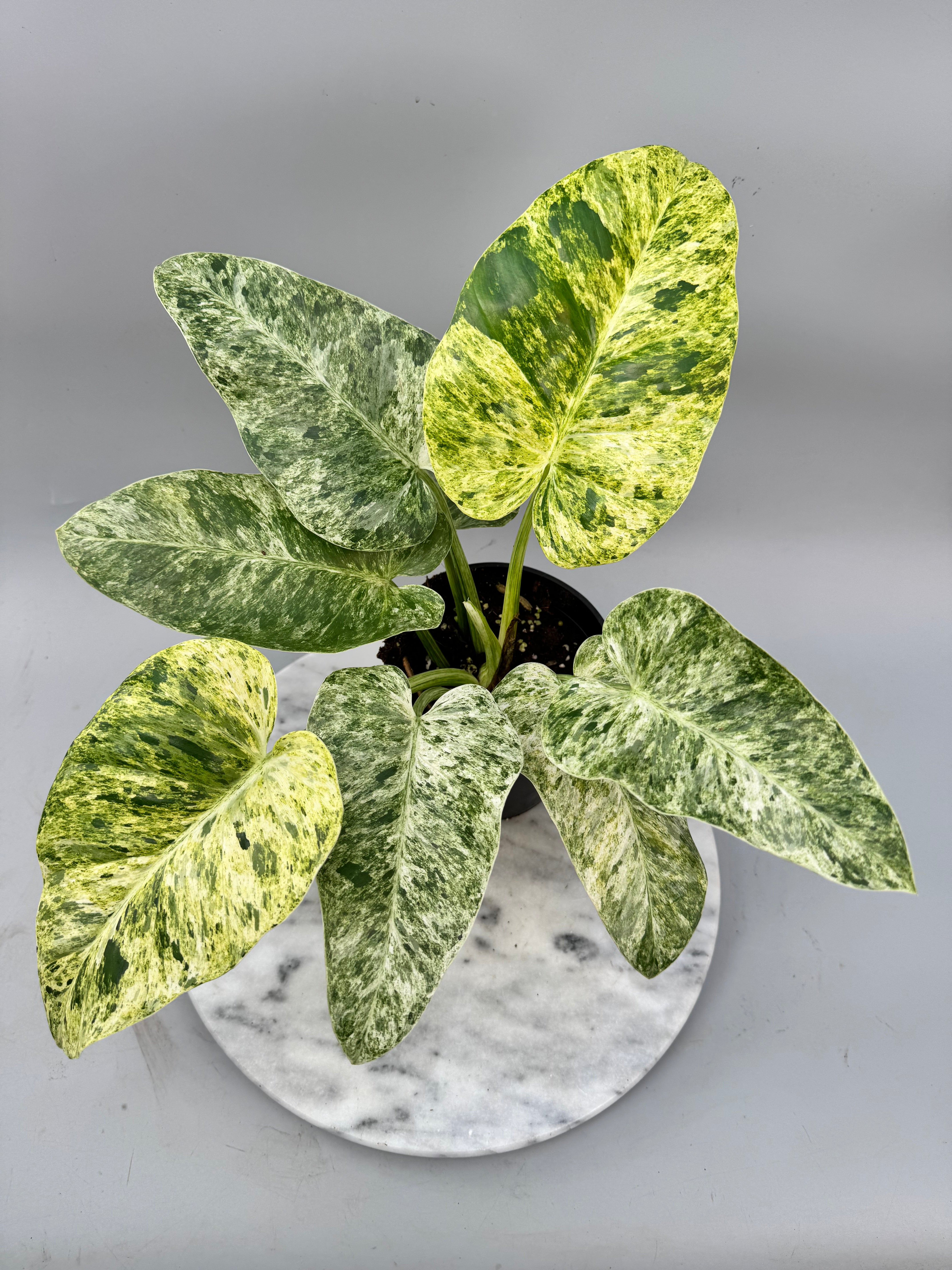 Philodendron Giganteum Variegata albo