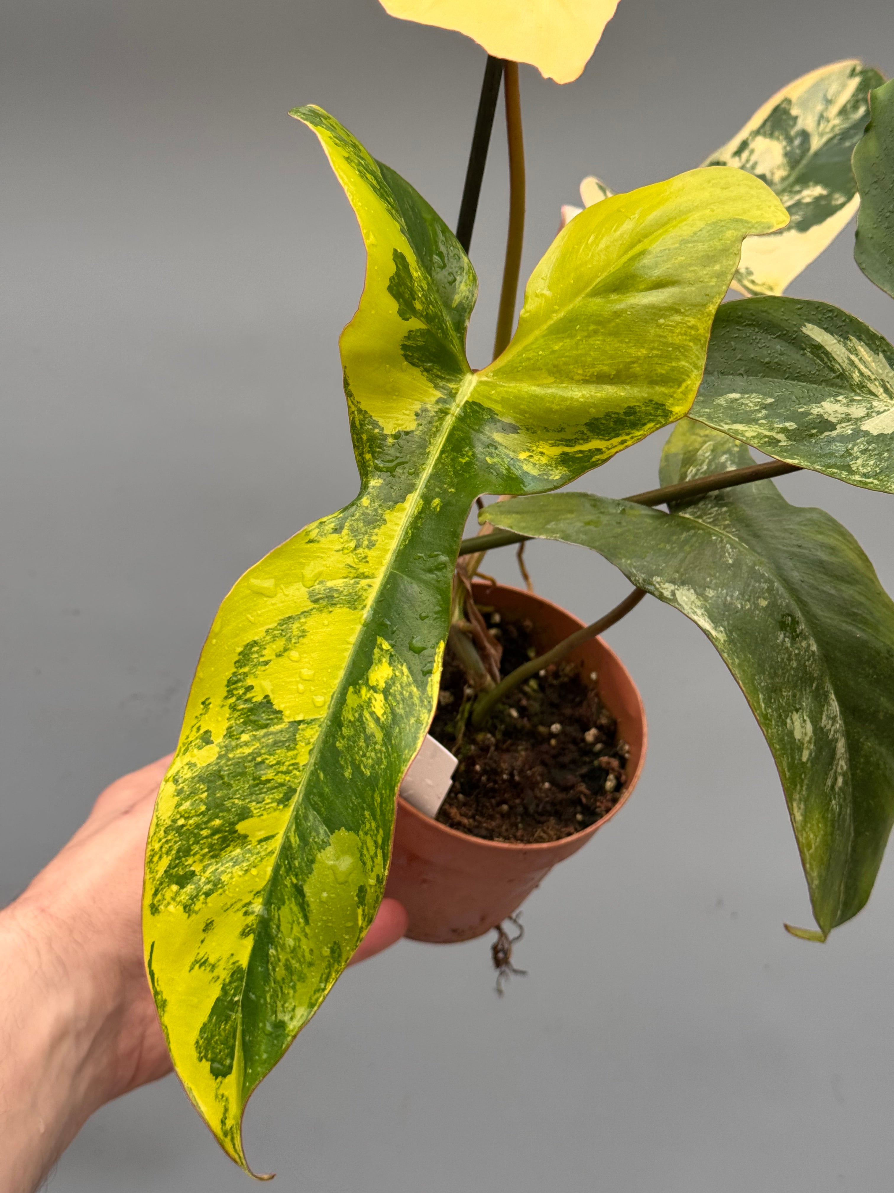 Philodendron billietiae variegata x Florida Beauty (Nr 1)