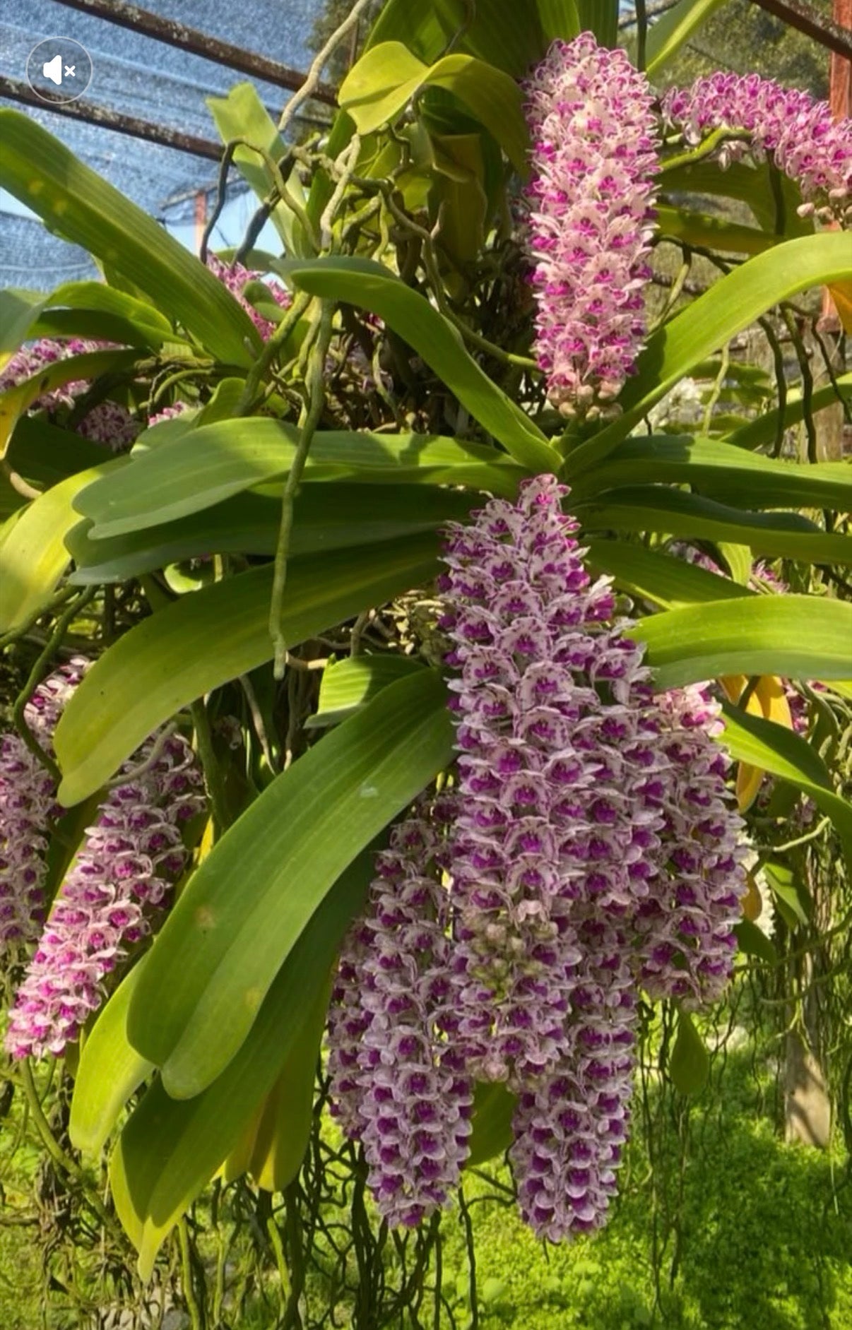 Rhynchostylis gigantea 'Pink Spots'