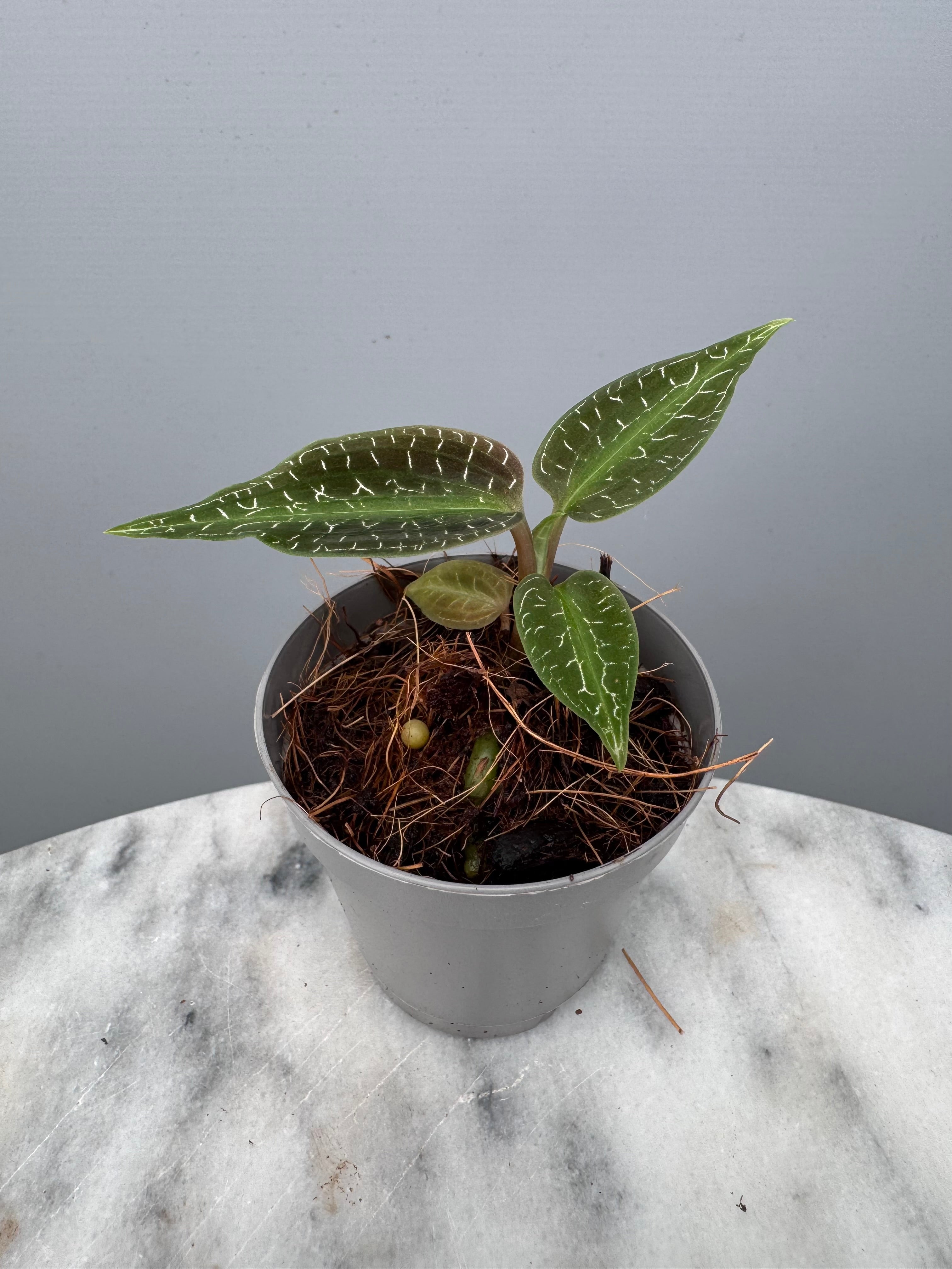 Goodyera malipoensis