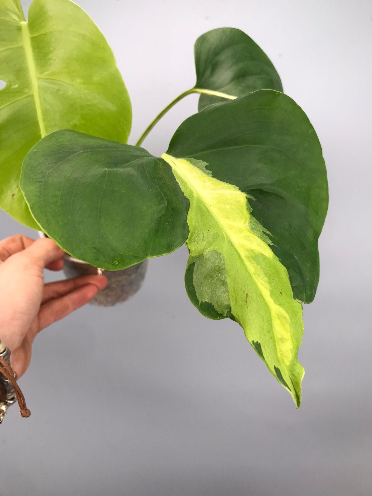 Monstera White Lava 'Lalamove' nr 1.2