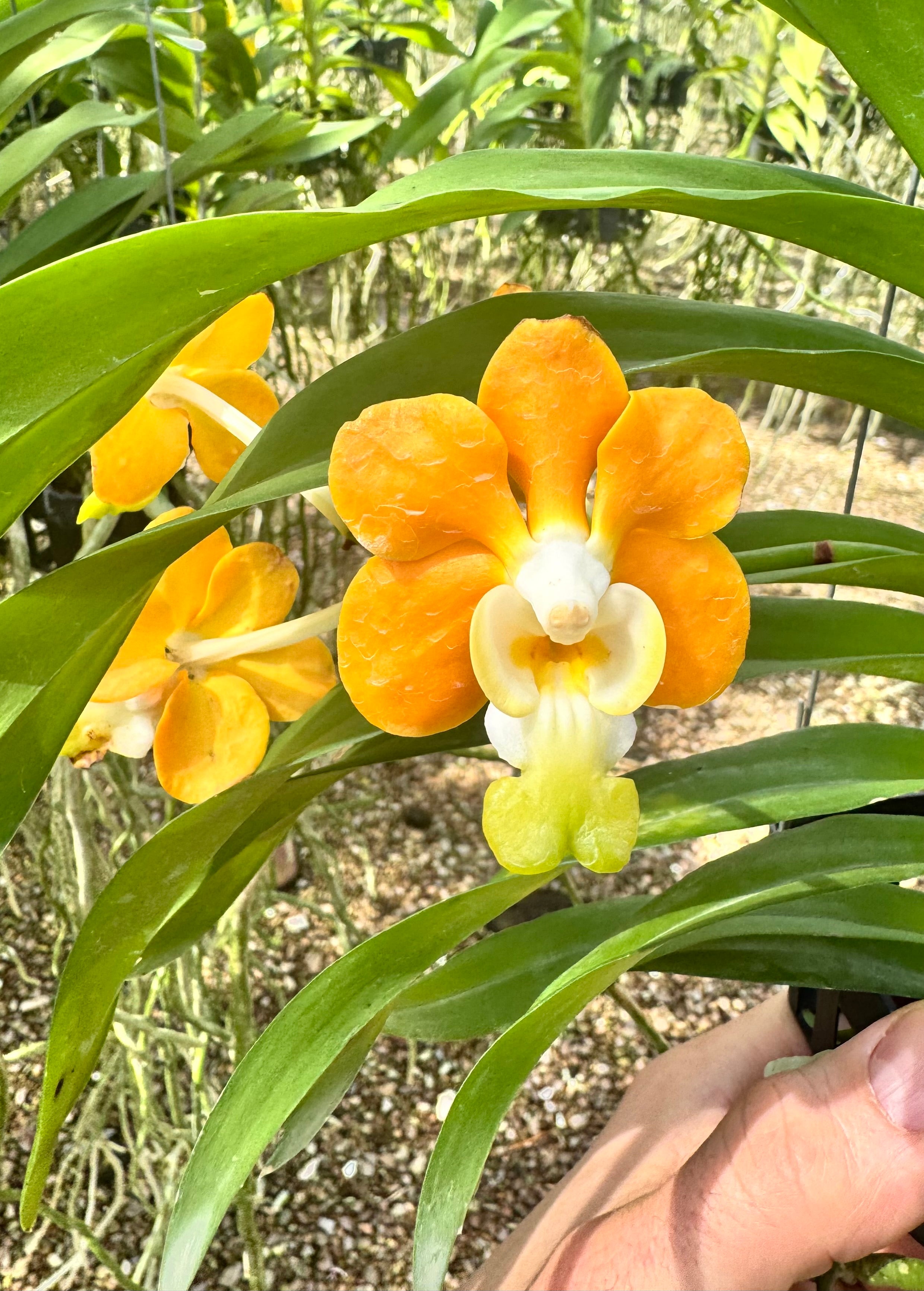 Vanda denisoniana var. Orange x Gelb