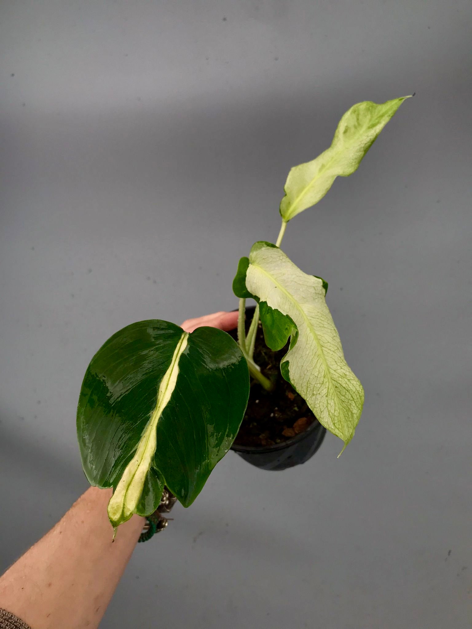 Monstera White Lava 'Lalamove' nr 2