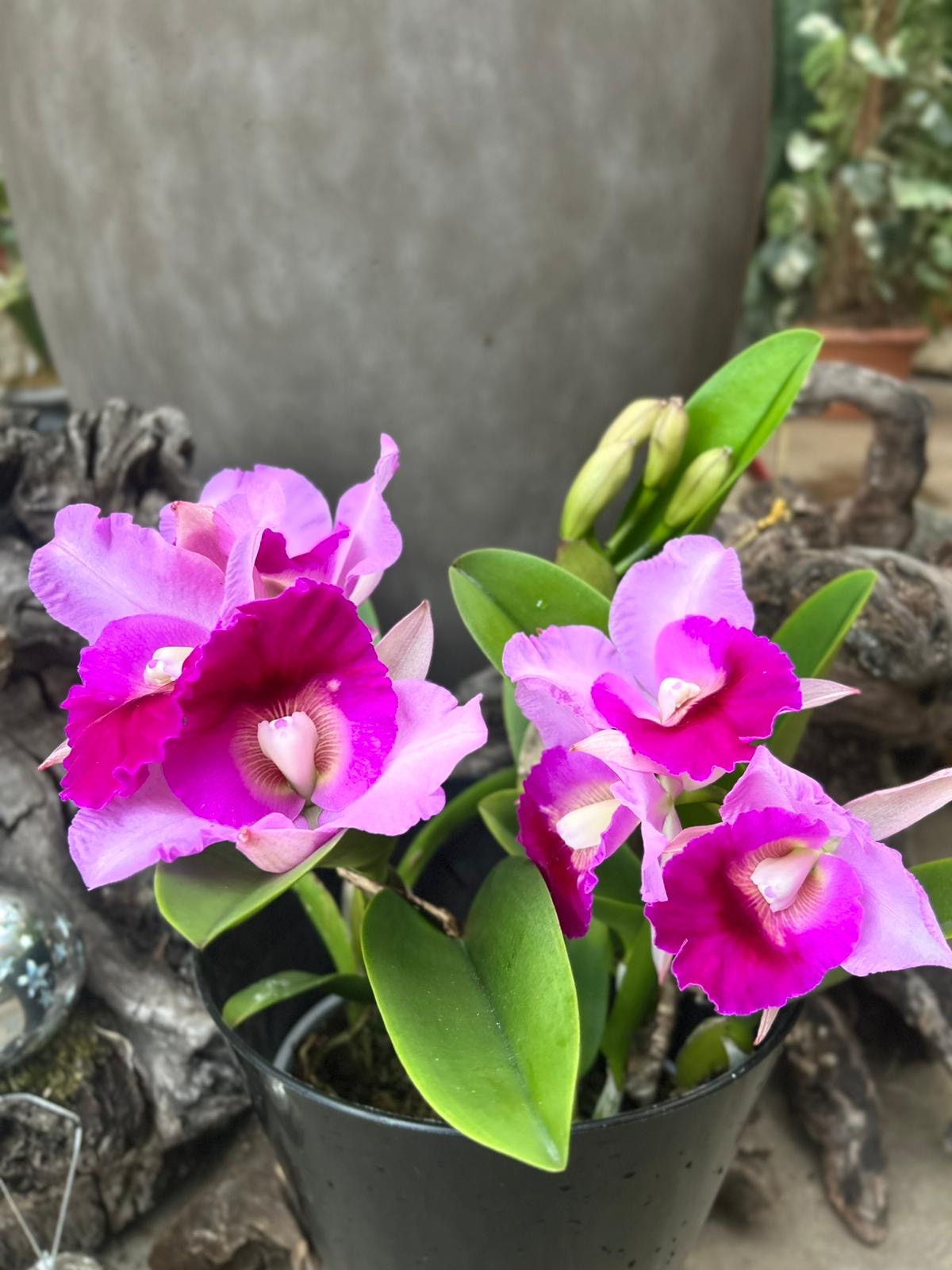 Laeliocattleya Supersonic Striking Lip