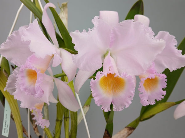 canty621 ポテチーノ コーデュロイ さえら お花 フリル 美品 8624870D-C14C-45F8-B4B4-