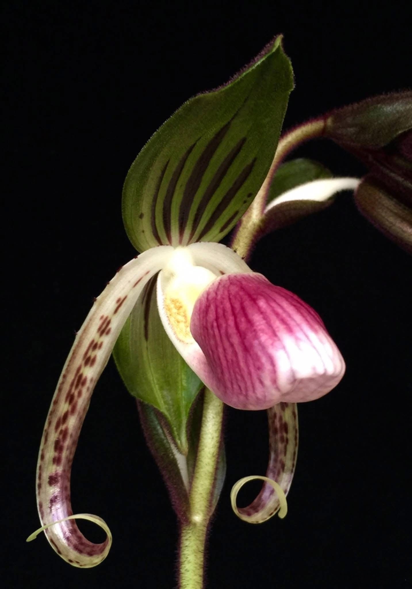Paphiopedilum gigantifolium ‘Big Plant’