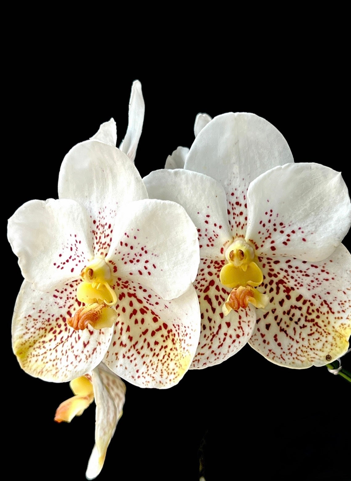 Vanda Kultana Gold 'White Spots'