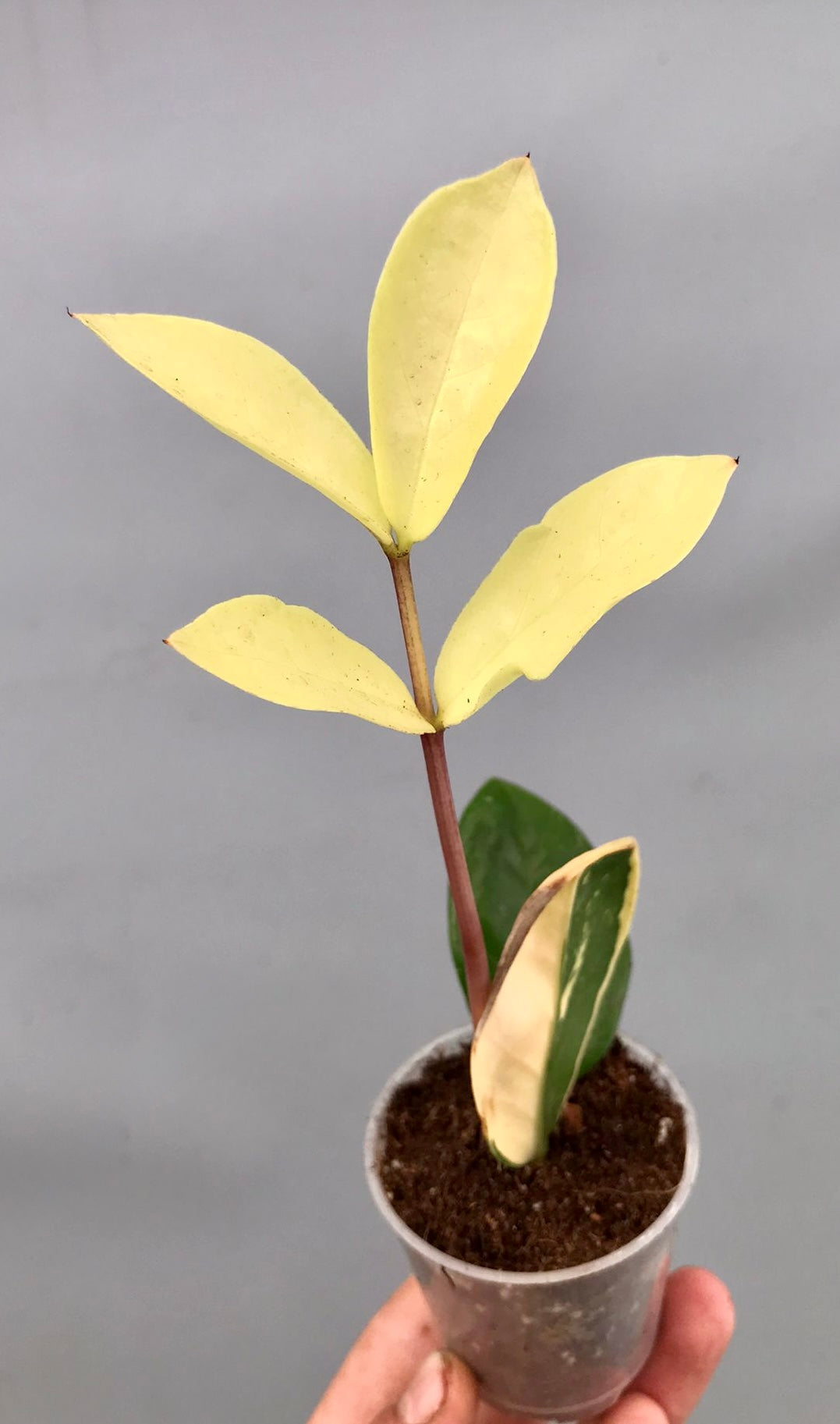 Zamioculcas zamiifolia Variegated