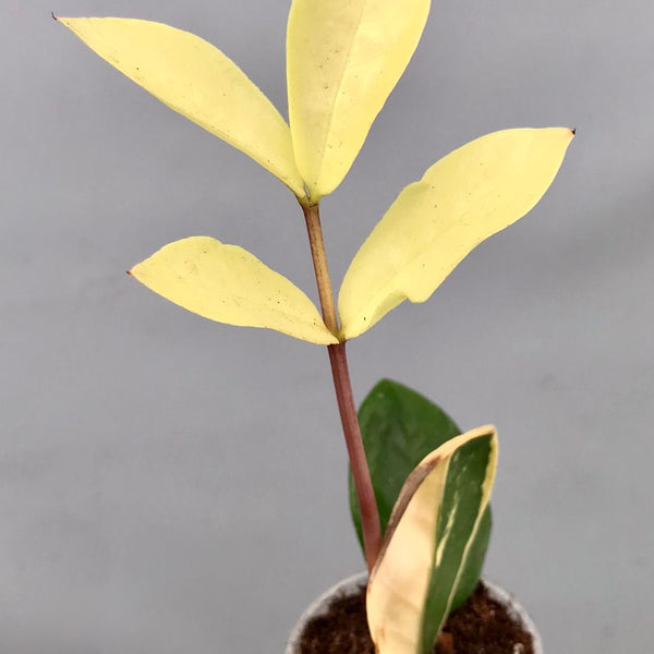 その他観葉植物 Zamioculcas Black Variegated (GoldenTop) Zamioculcas zamiifolia Variegated