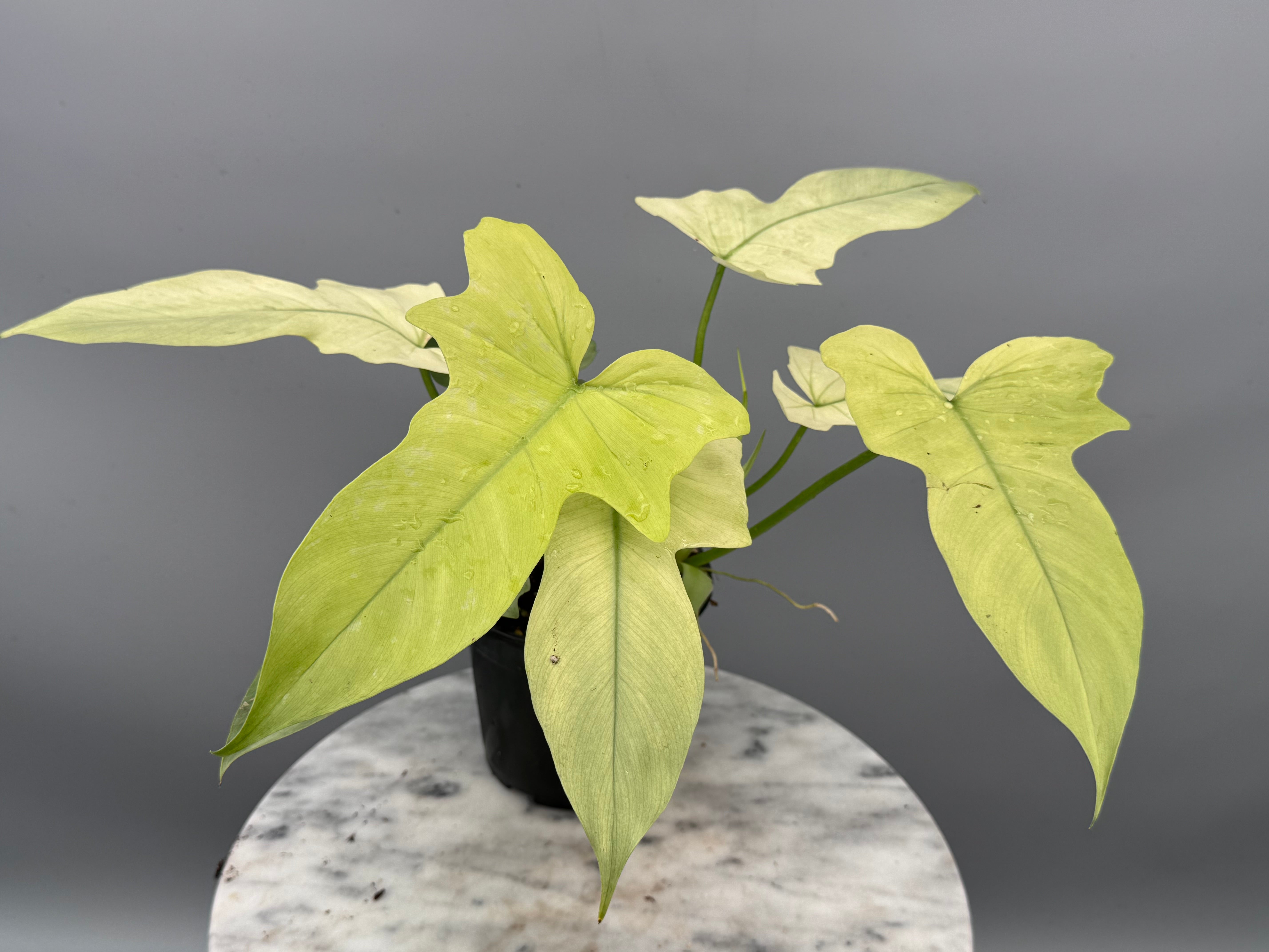 philodendron molten dragon Philodendron Golden Dragon variegated 'Ocean Mint'