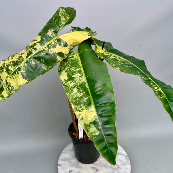 フィロデンドロン　Philodendron Billietiae　斑入り 86C0787F-C7E1-45C7-B3A6-