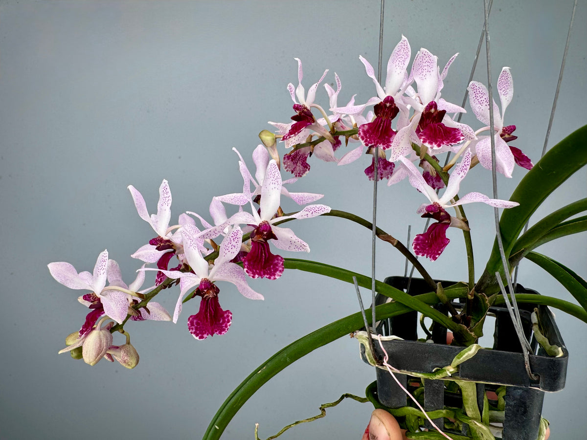 Holcoglossum kimballianum x Rhynchostylis gigantea