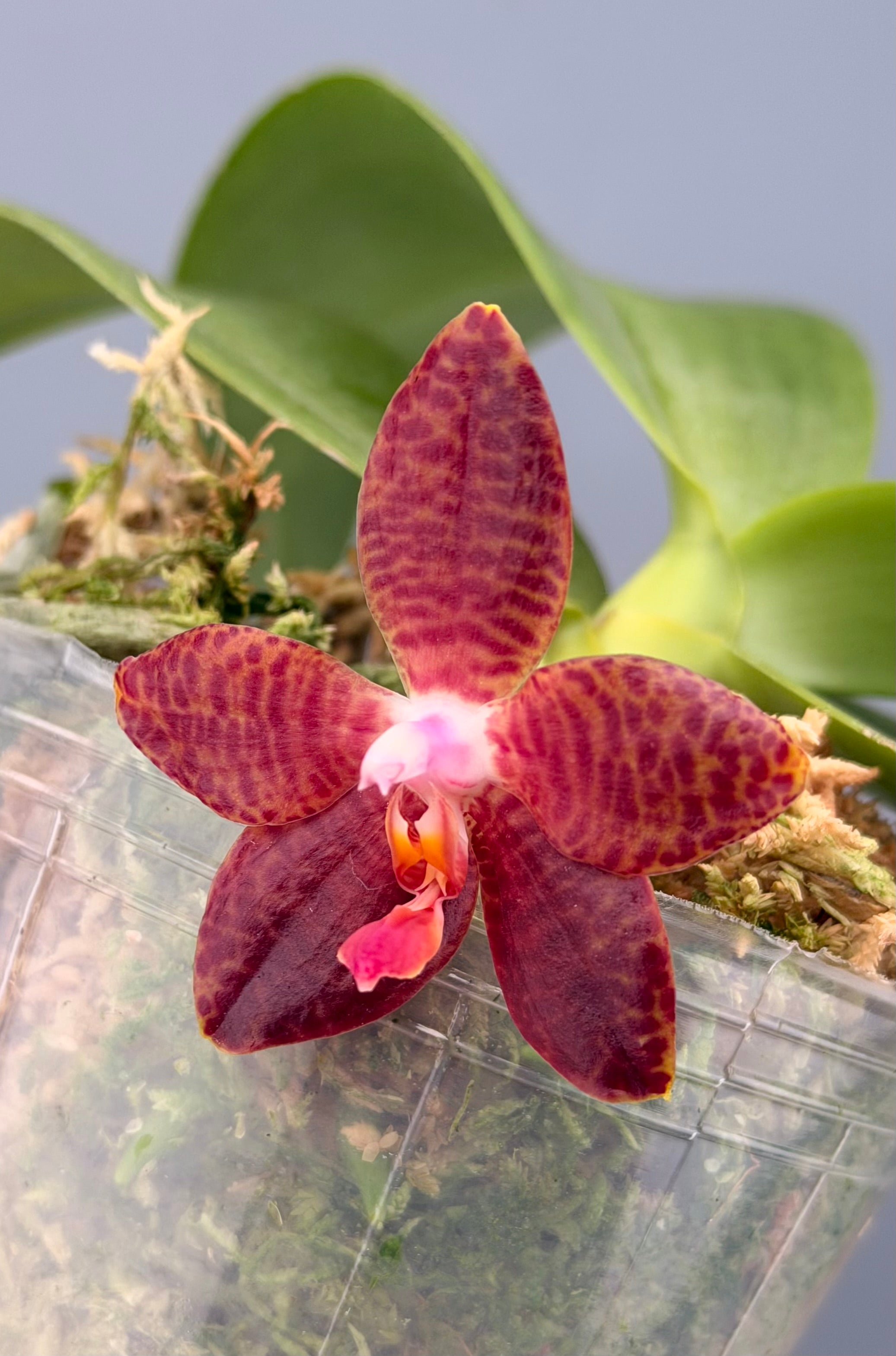 Phal. David Lim ('amboinensis 'Patricia' (4N) x gigantea 'Mother of Giants") Big Plant