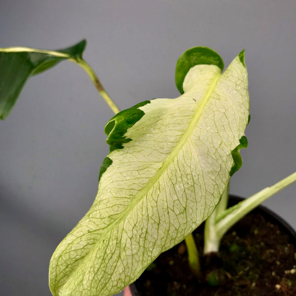 Monstera White Lava 'Lalamove' nr 2