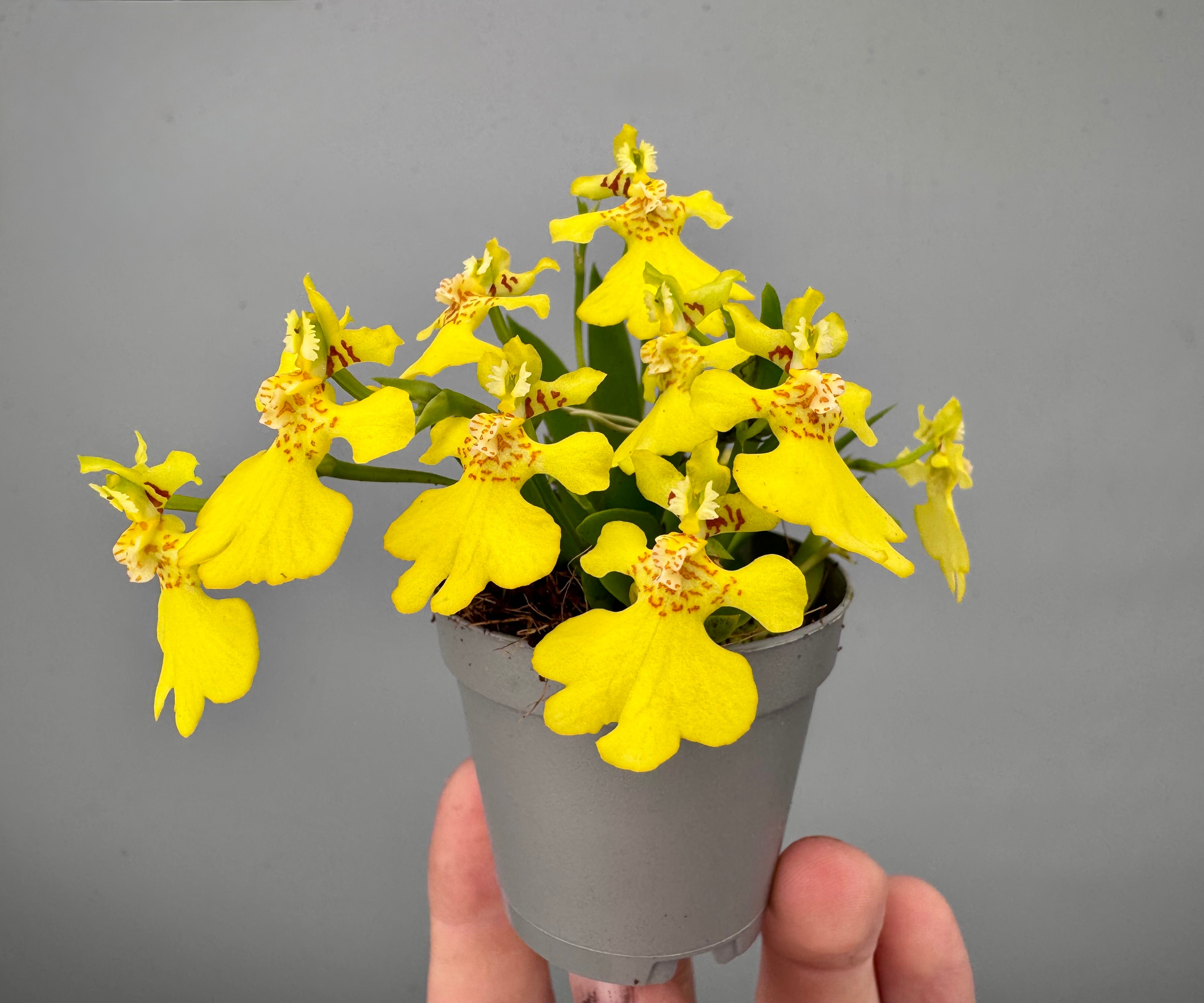 Psygmorchis pusilla (Big Plant)