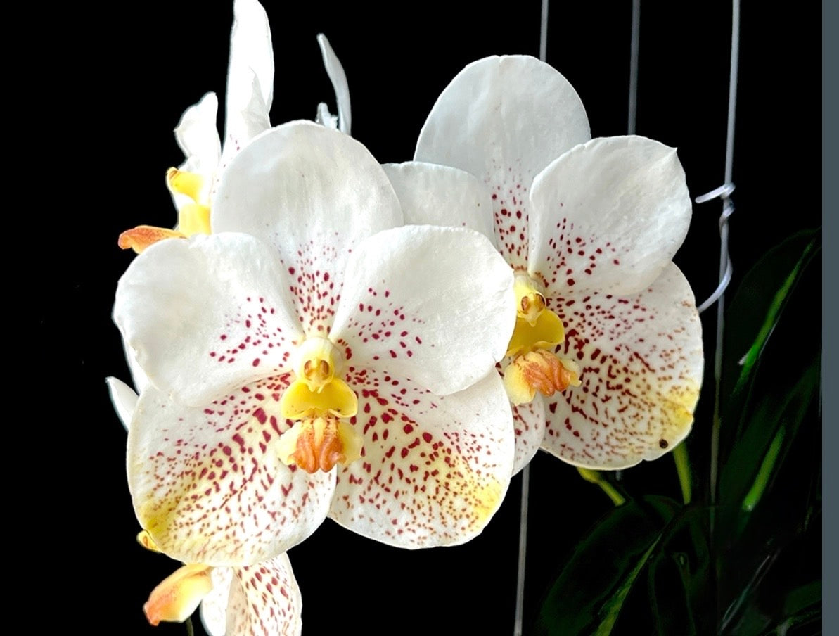 Vanda Kultana Gold 'White Spots'