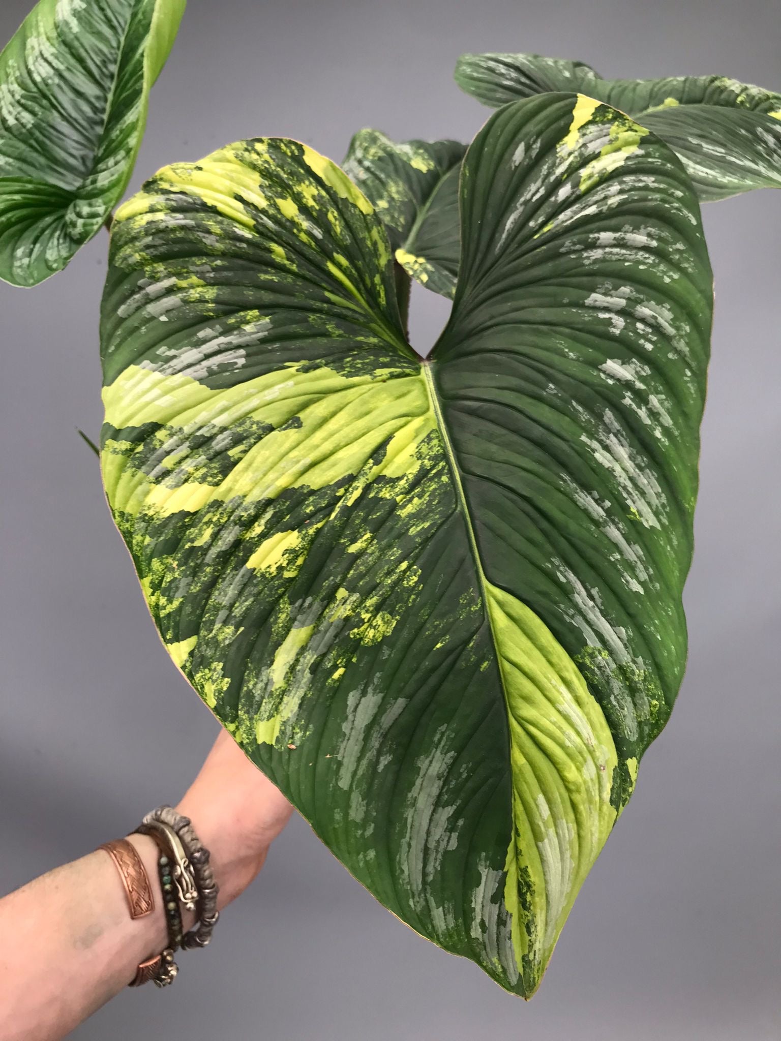 Philodendron mamei variegata mint (nr 4)