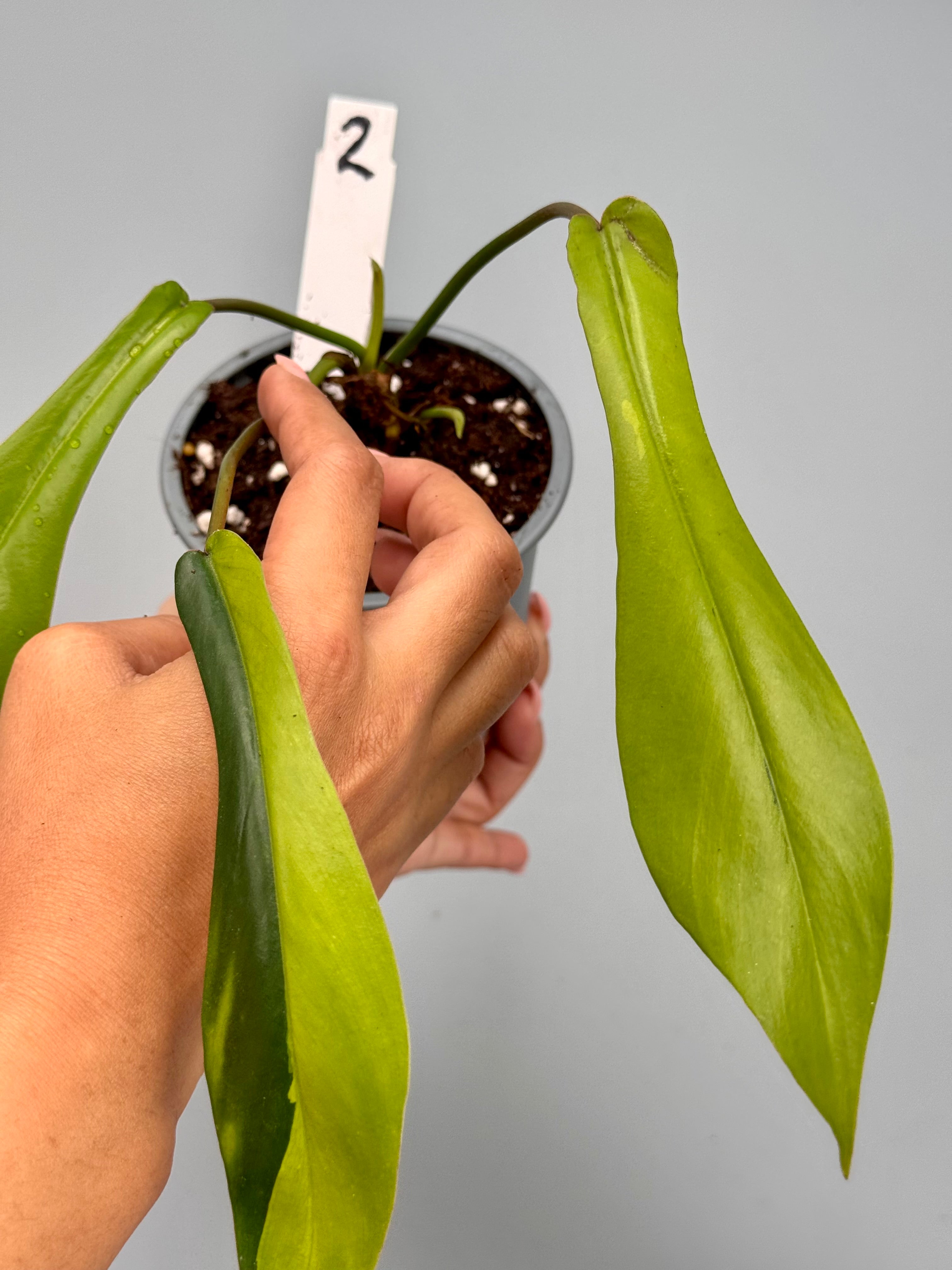 【10/22まで限定SALE】ジョーピー　斑入り　フィロデンドロン 02」Philodendron Joepii Variegated フィロデンドロン ジョーピー 斑入り