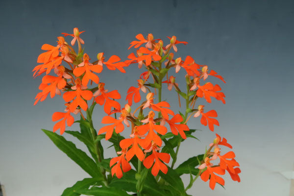 Habenaria roebelenii