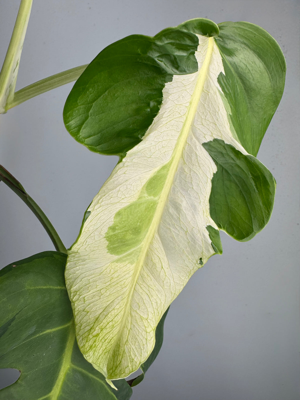 Monstera White Lava 'Lalamove' nr 1.2