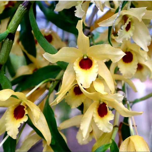 Dendrobium Jairak Chaste