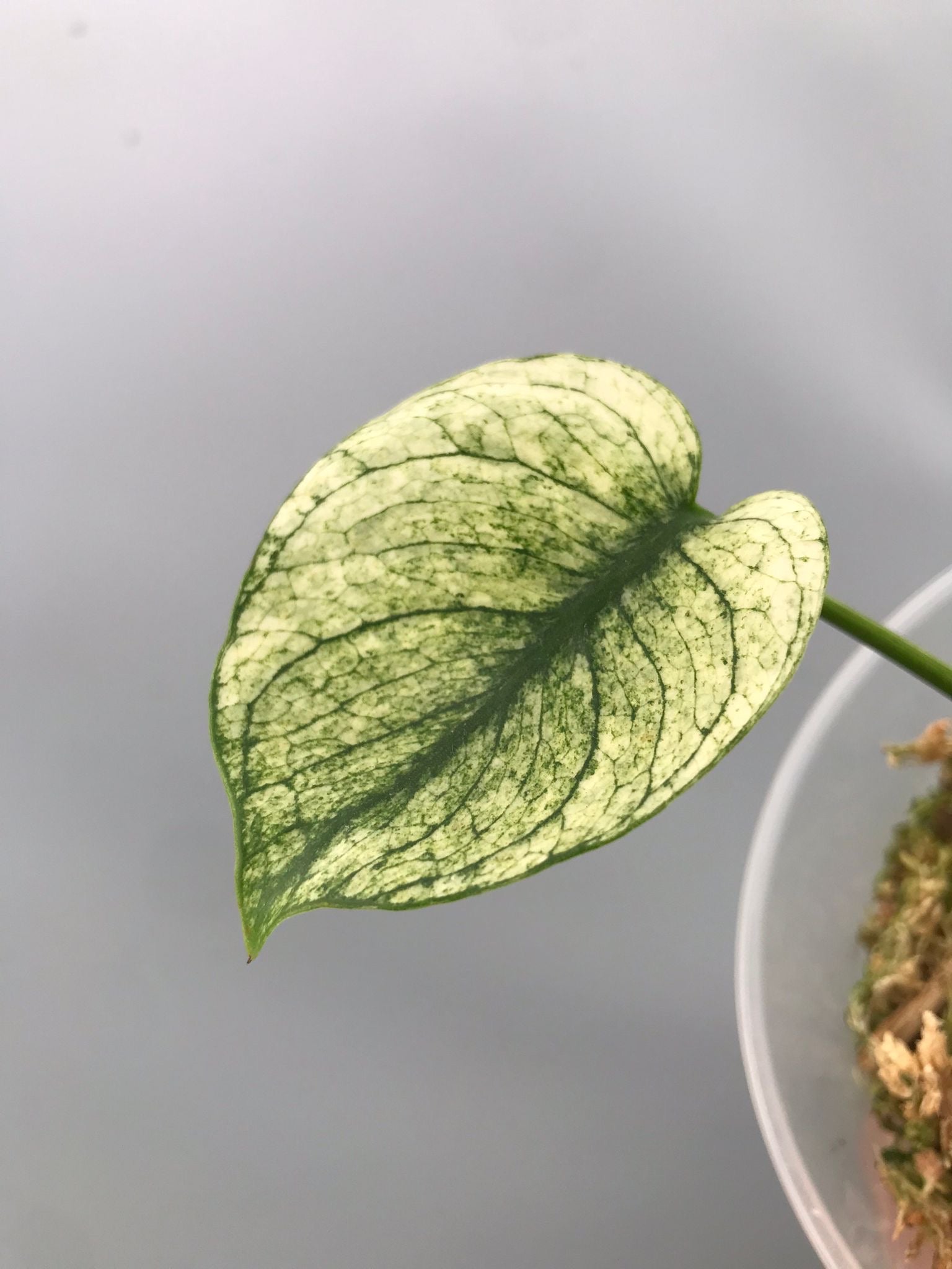 Monstera Siam Mint nr 1 ‘small’