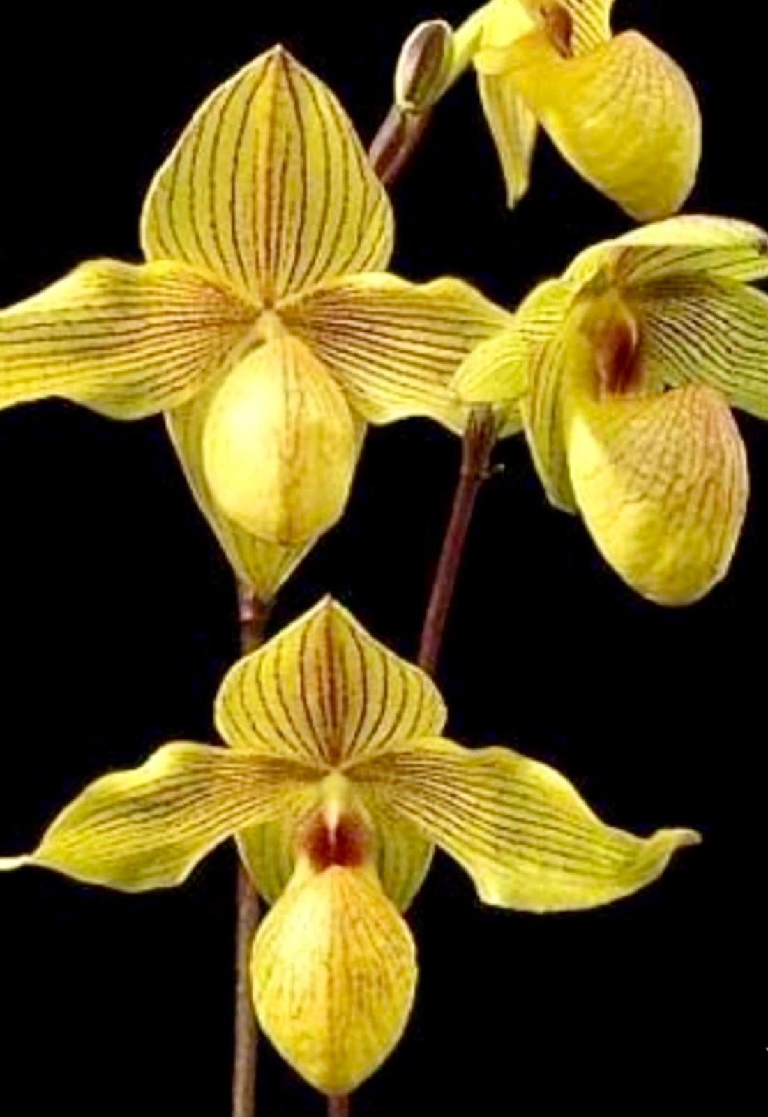Paph.Lady Isabel x armeniacum'Green Valley'