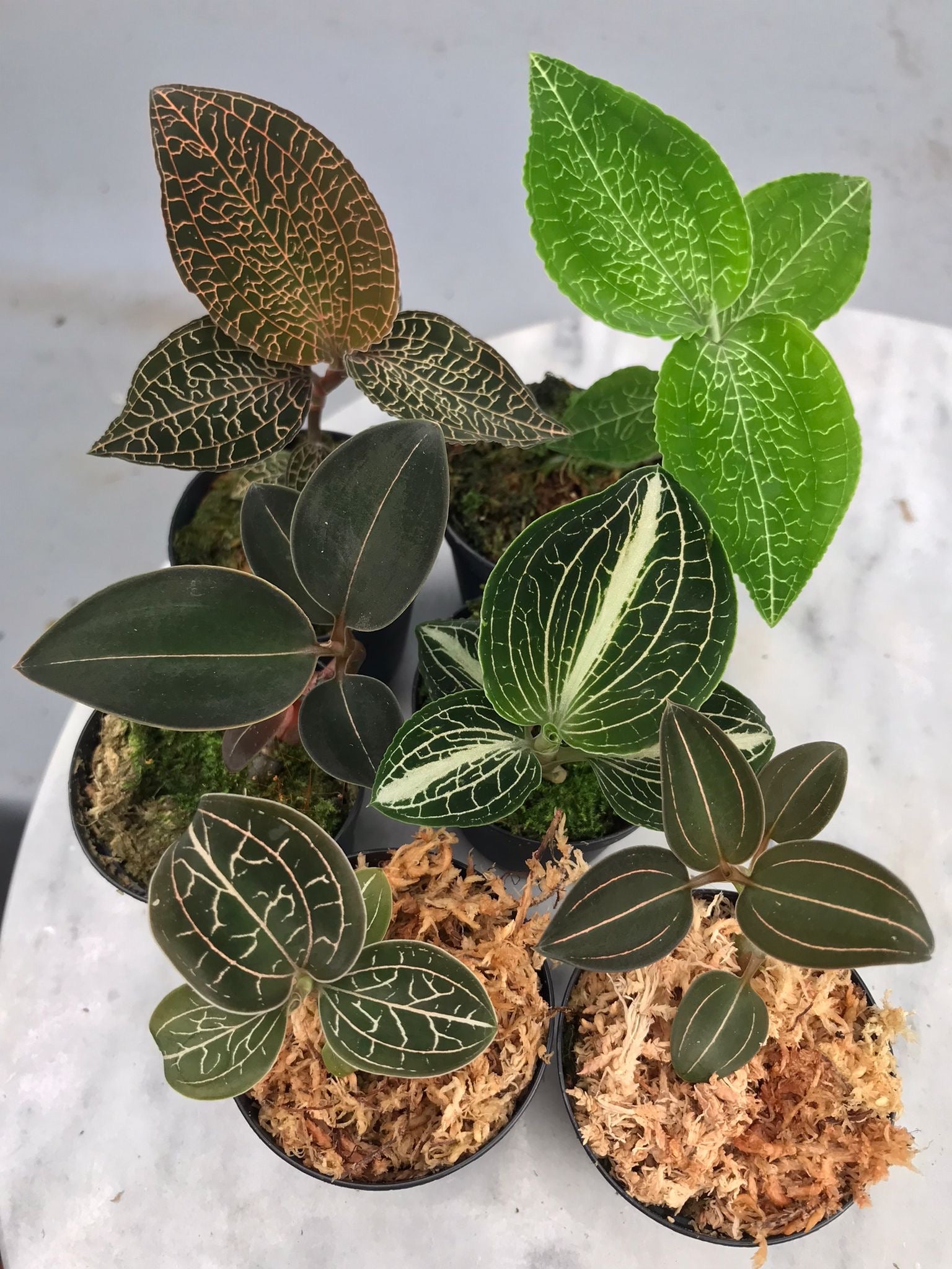 Juwel Orchid Mix (6 plants mix)