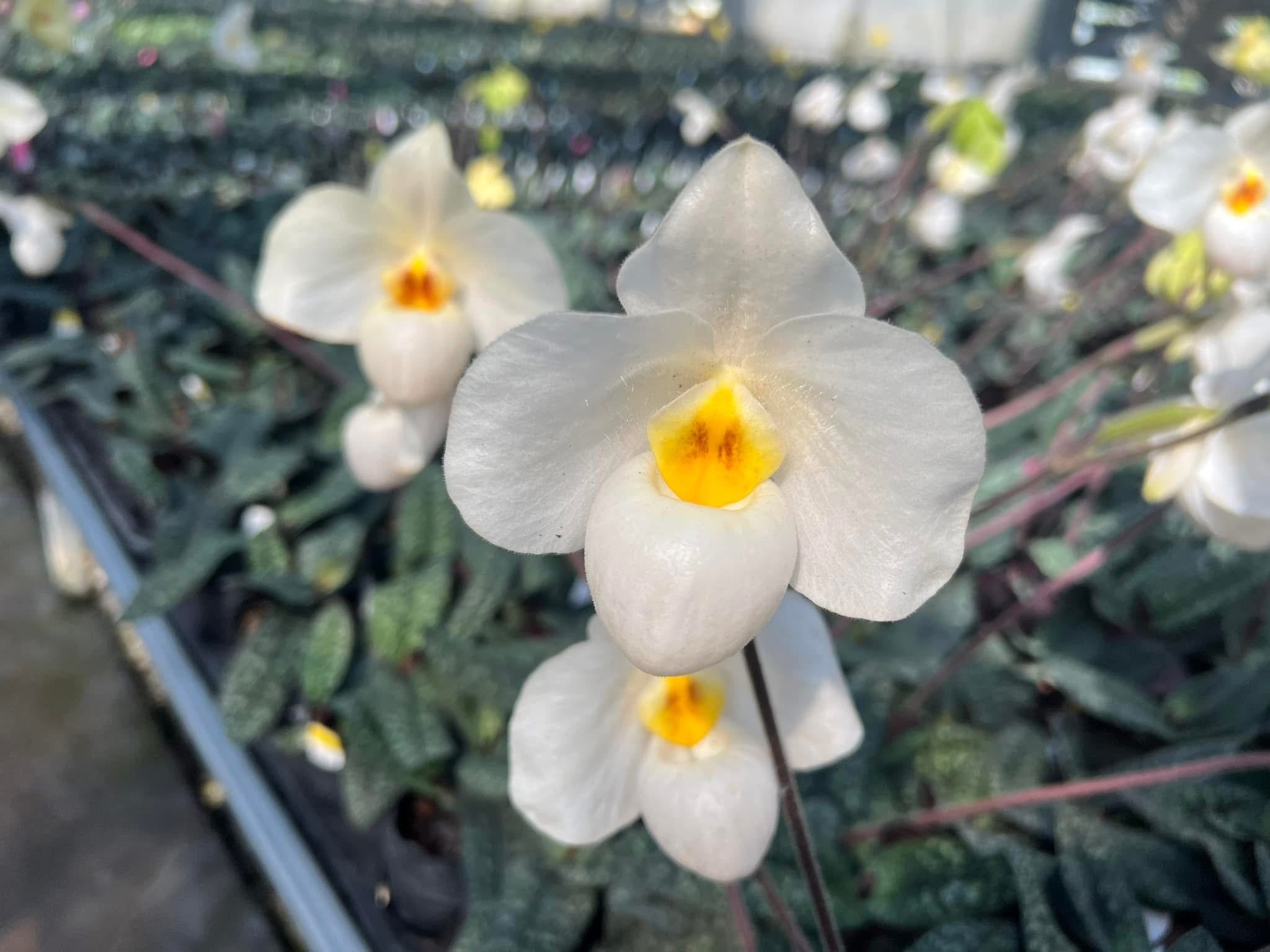 Paphiopedilum delenatii albo