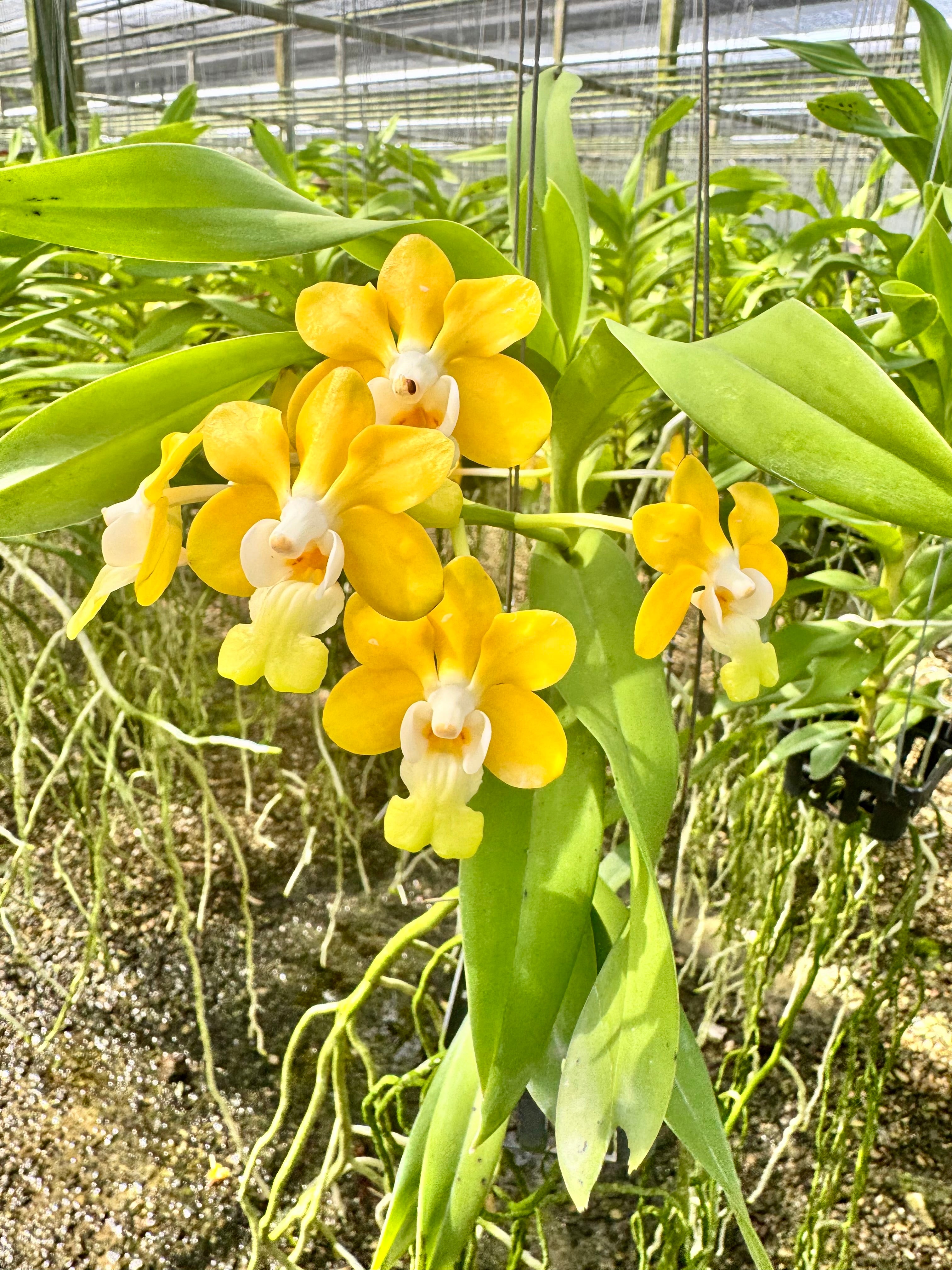 Vanda denisoniana var. Orange x Gelb