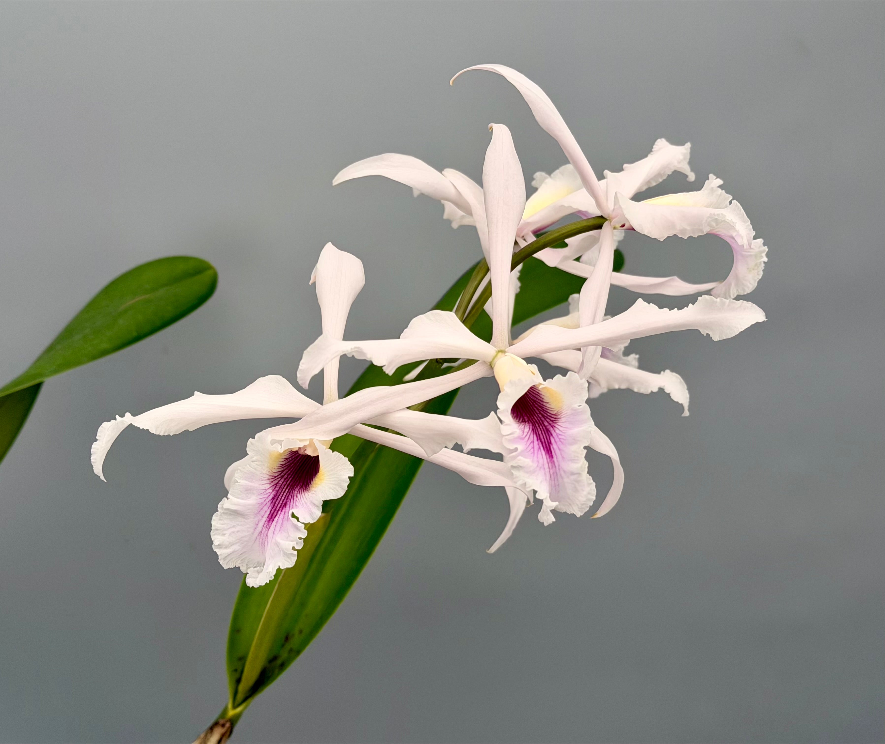 Laelia
