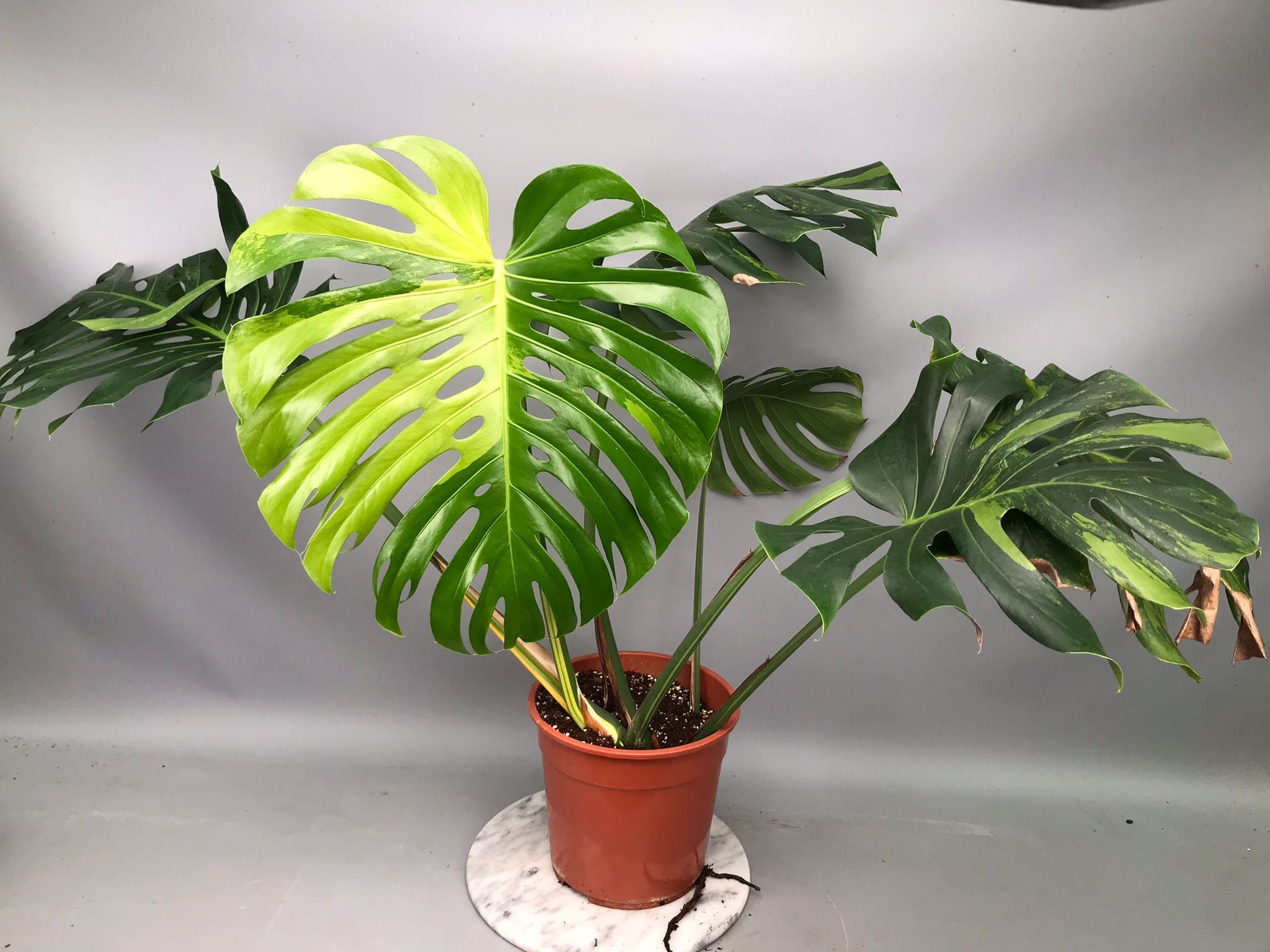 Monstera Ocean Mint nr 2