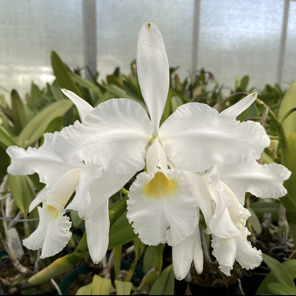 Cattleya warscewiczii alba 'Leo Holguin' FCC/AOS