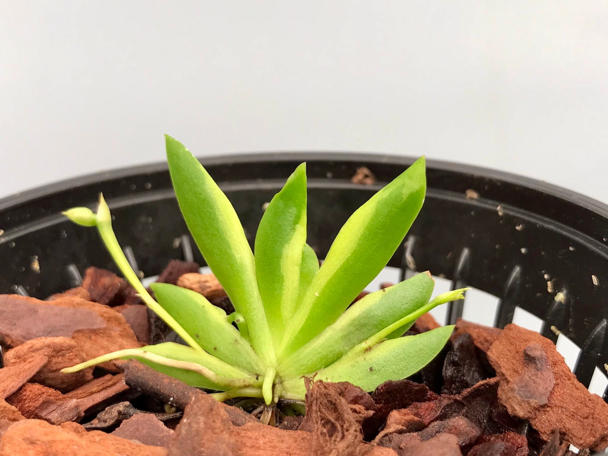 Psychmorchis pusilla Variegata