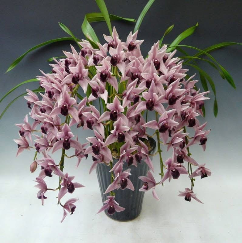 Cymbidium Devon Wine "Million Veil"