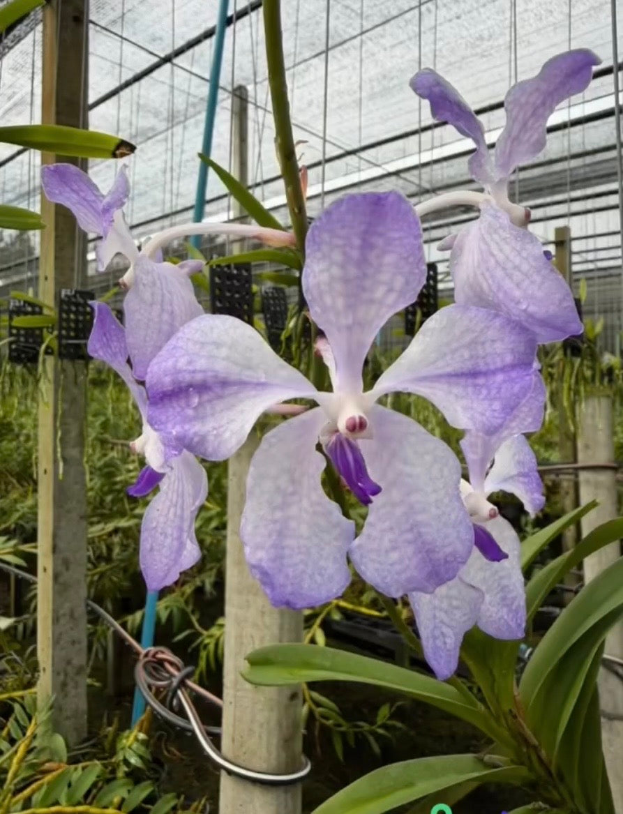 Vanda coerulea f.rogersii "Semi Alba"