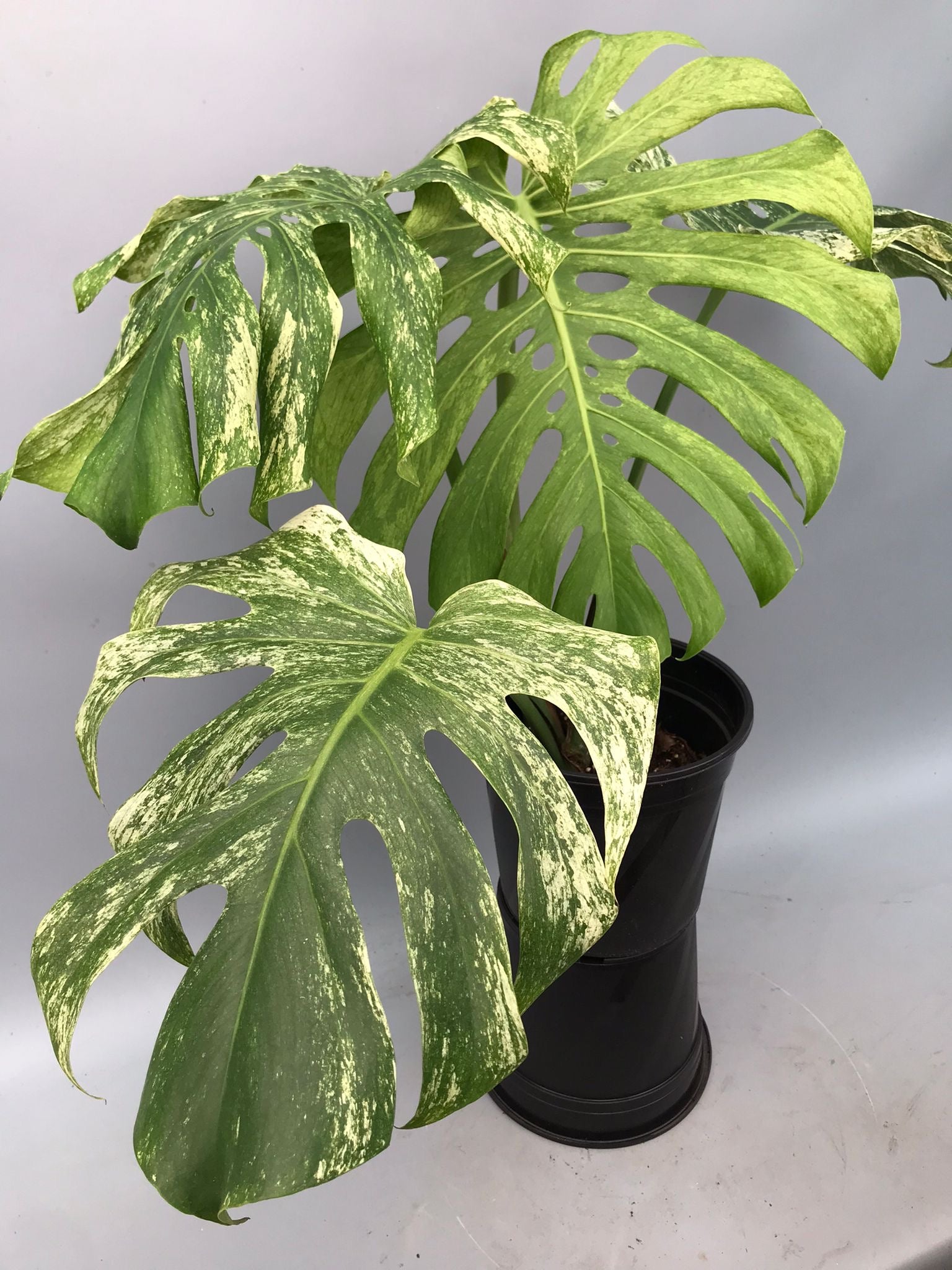 Monstera Full Mint deliciosa borsigiana Variegata