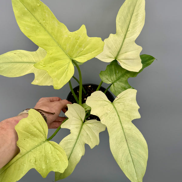 philodendron violin variegated Philodendron Golden Dragon variegated 'Ocean Mint'