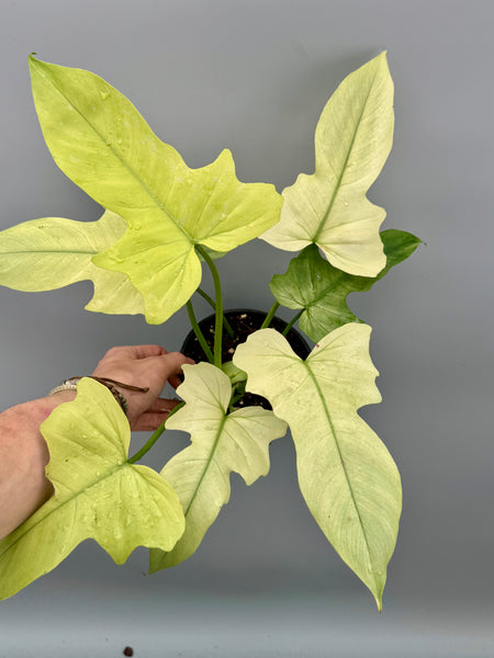 Philodendron Golden Dragon variegated 'Ocean Mint'