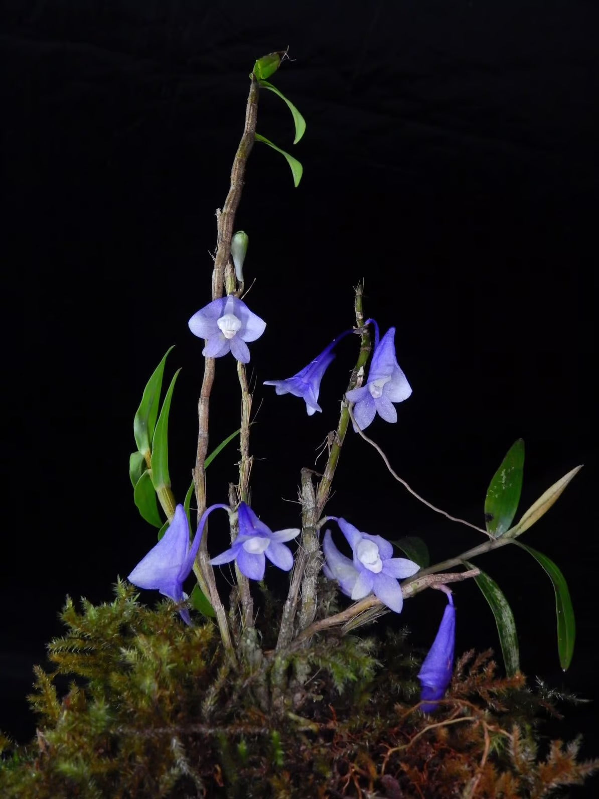 Dendrobium Sp. "Blue"